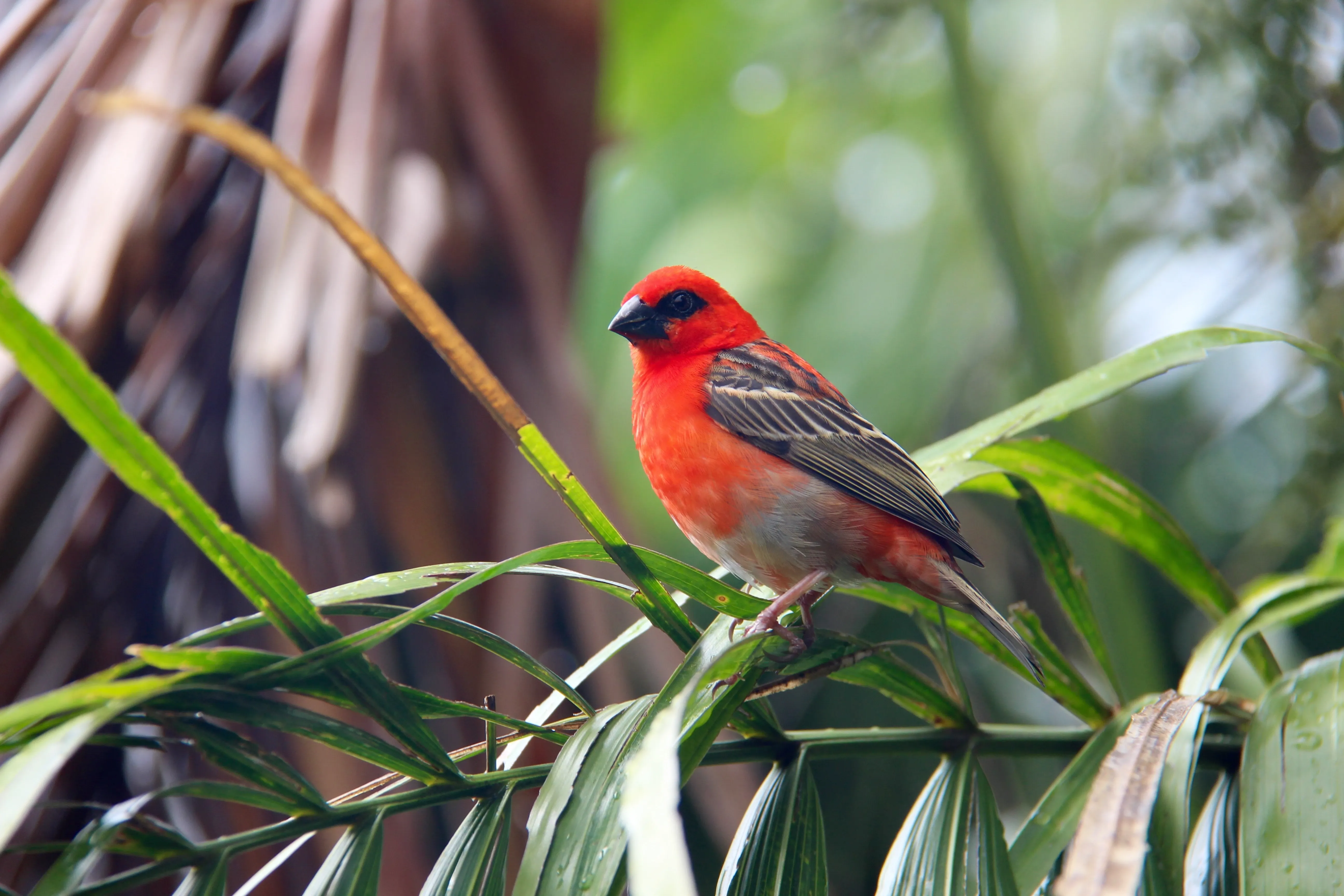 red bird