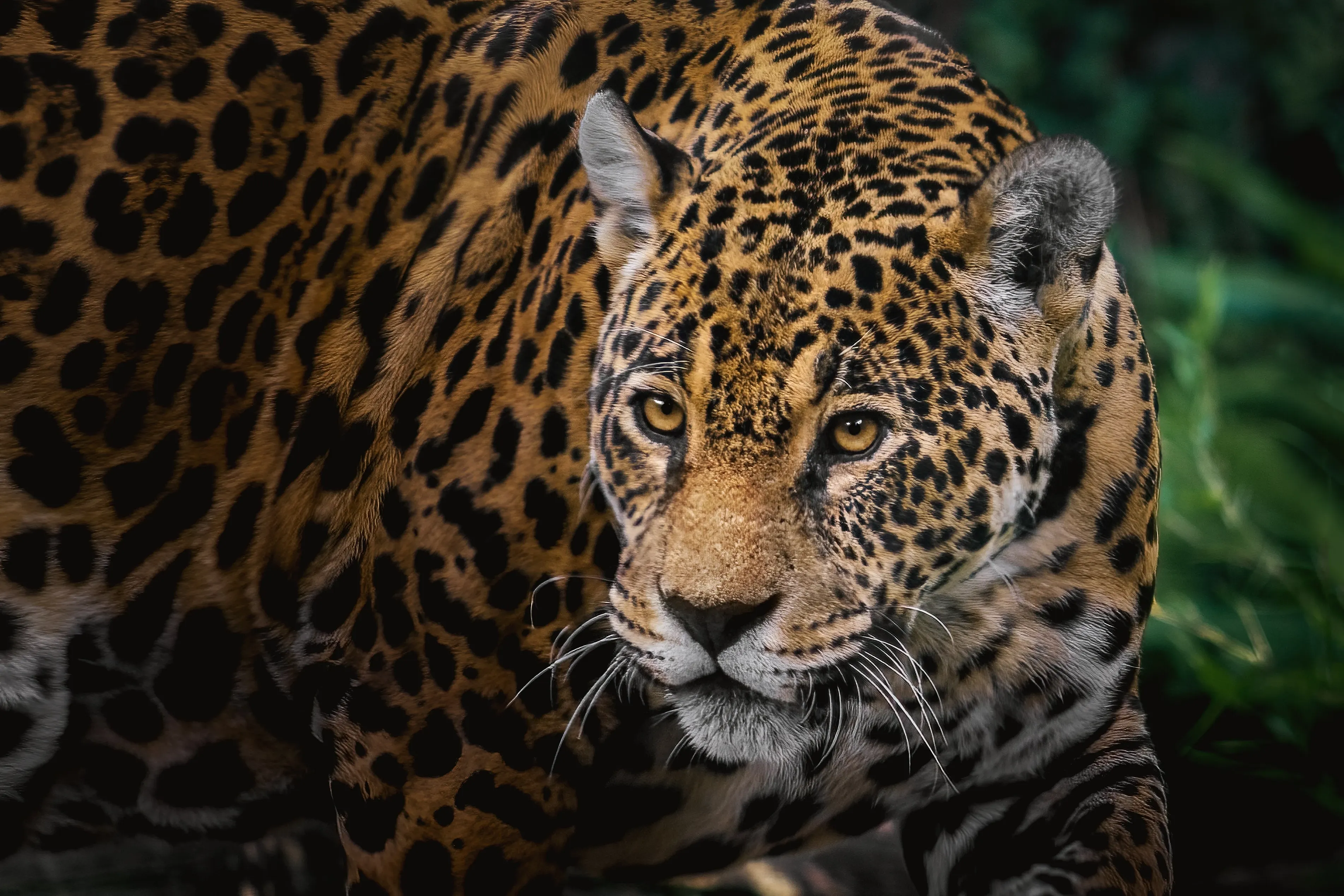 Jaguar up close
