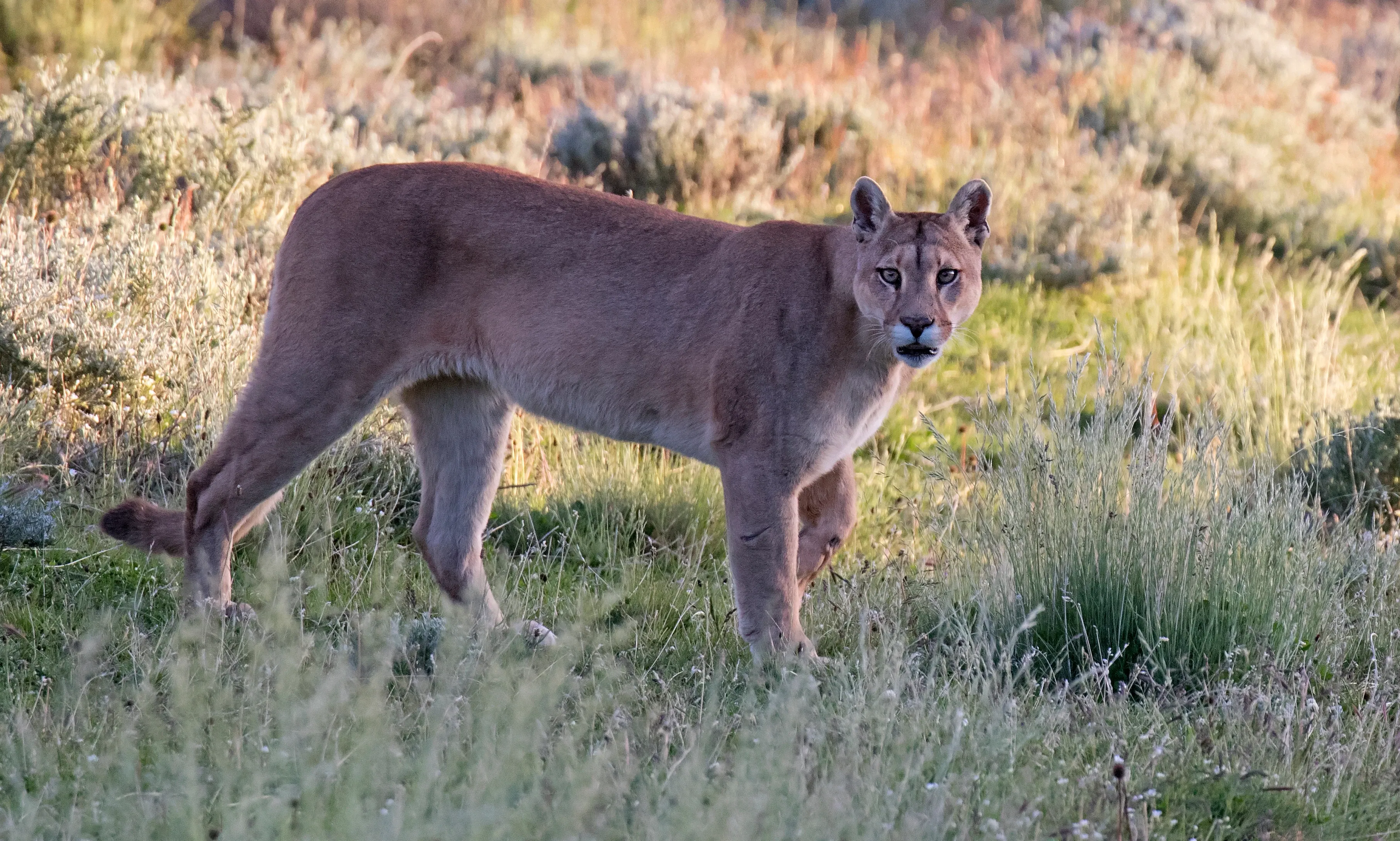 Puma standing on a meadow
