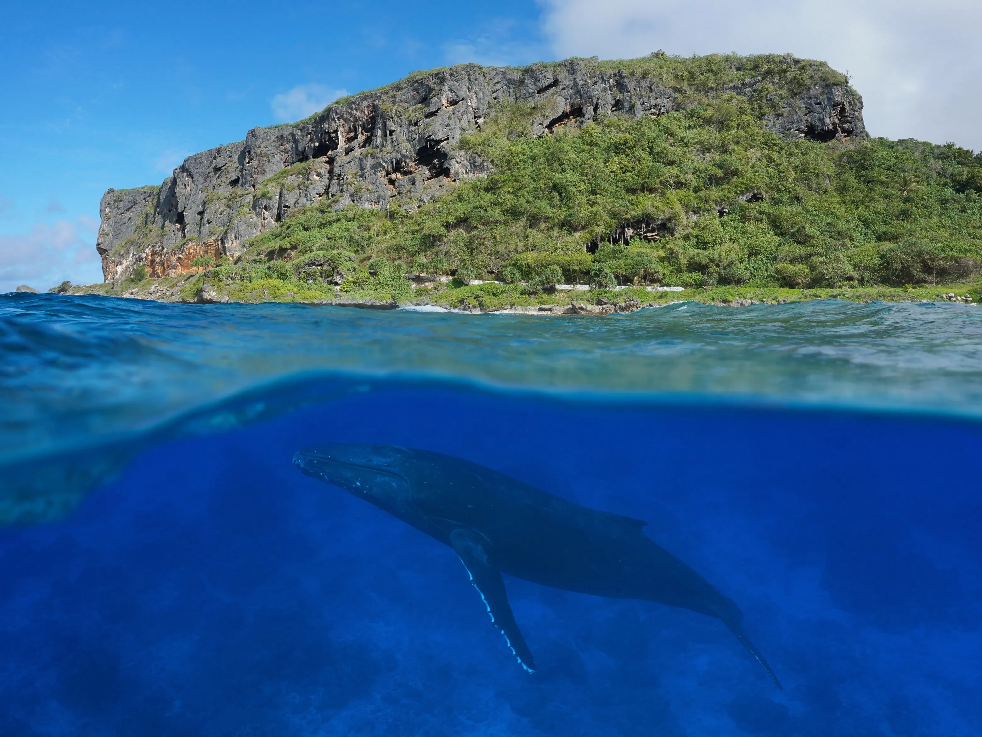 Humpback whale surfacing ocean