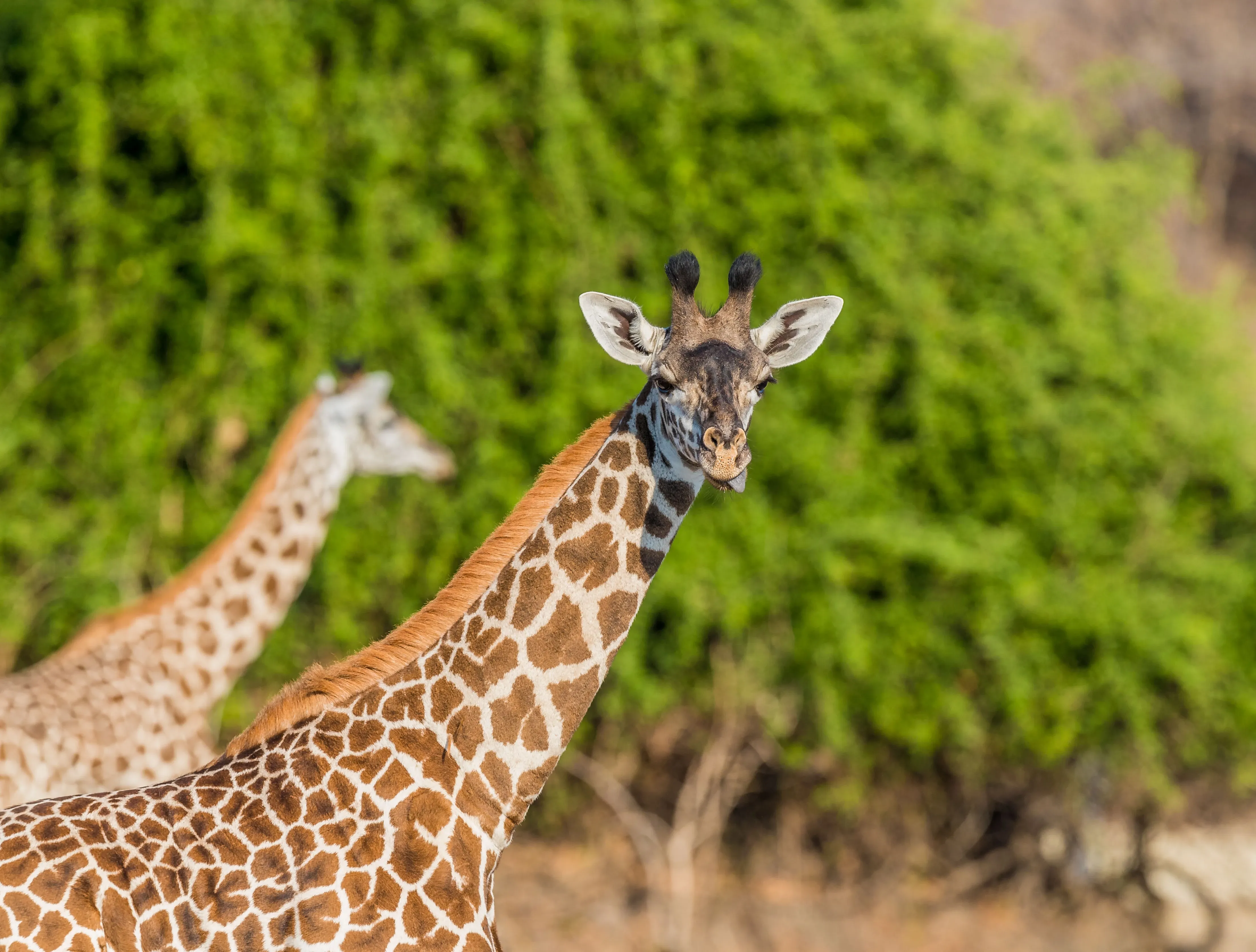 Giraffe sticks out tongue