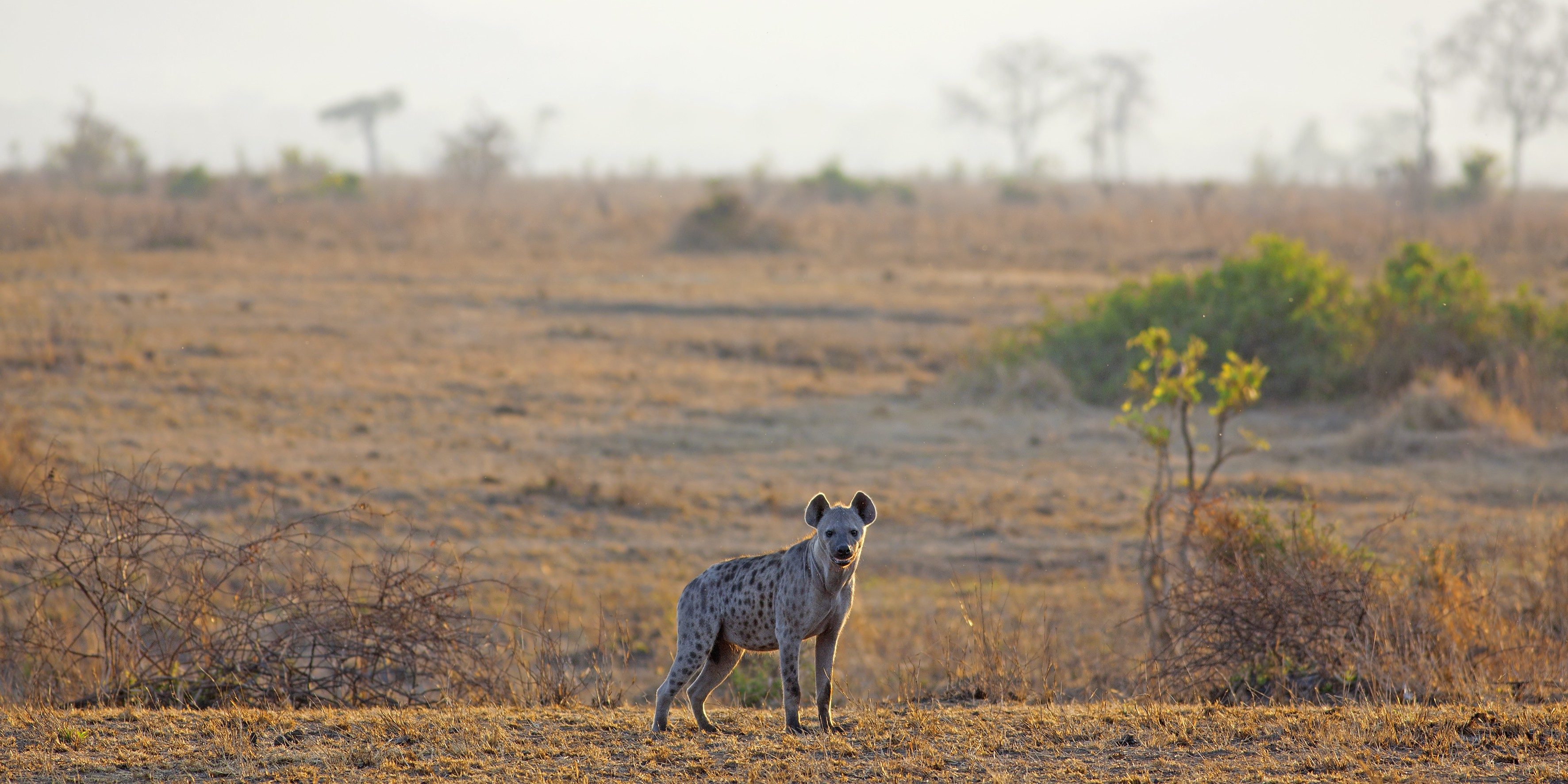 hyena in distance