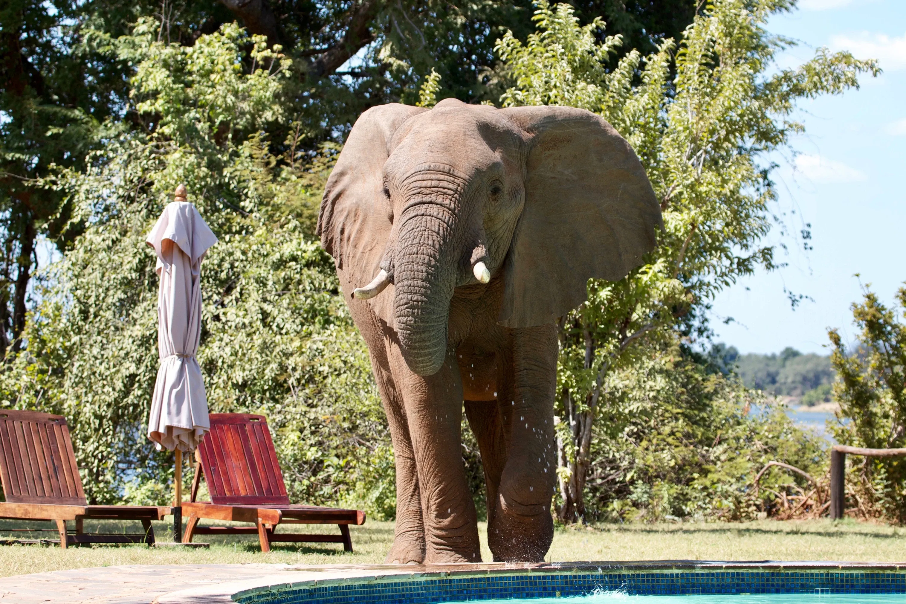 Elephant drinking from lodge pool