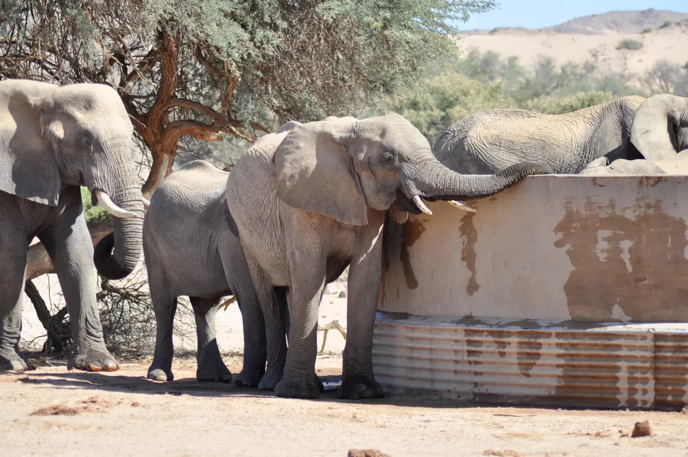 Elephants drinking well