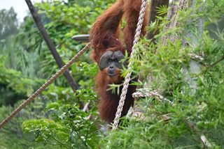 Die Wälder Großbritanniens regenerieren