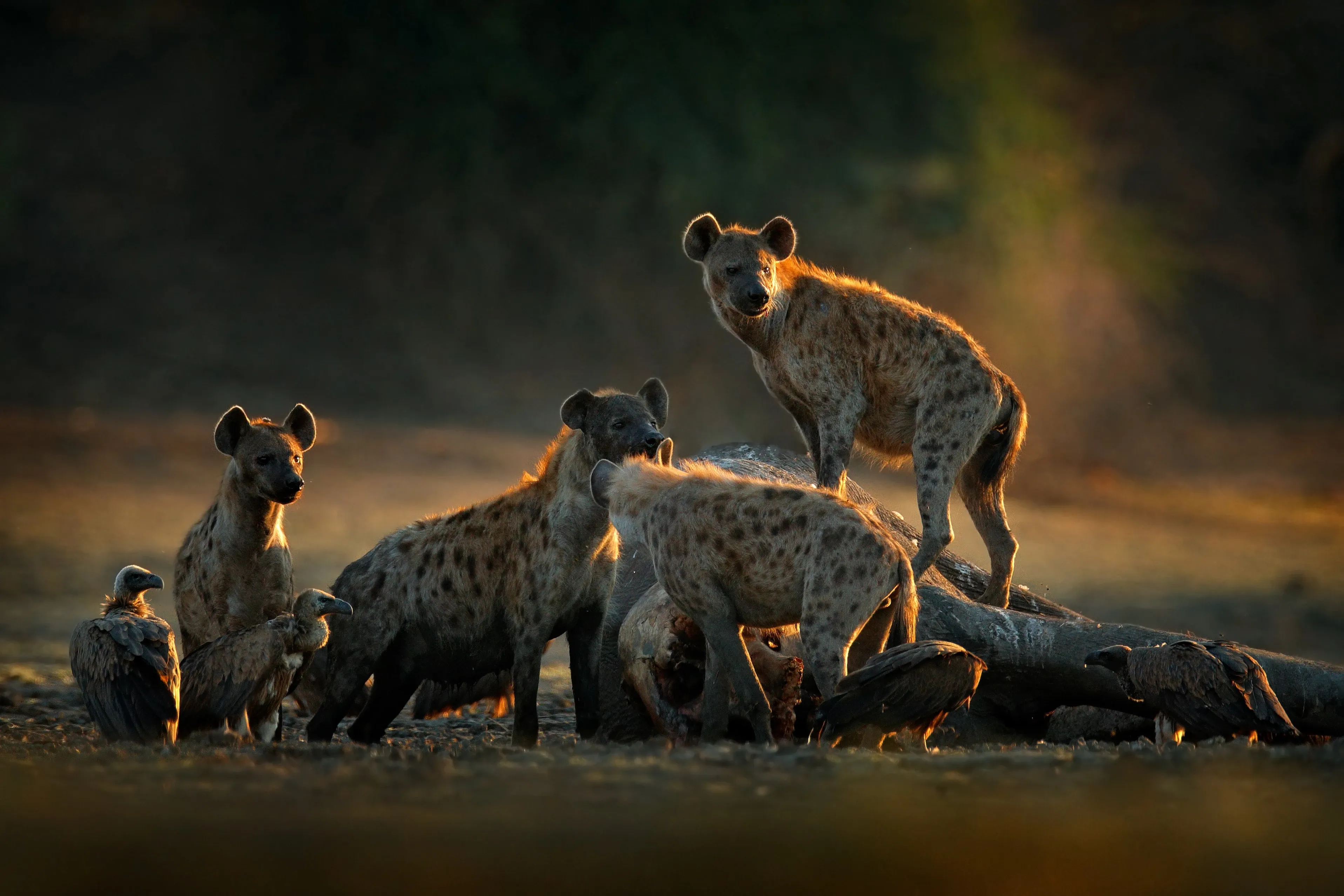 hyena pack on kill