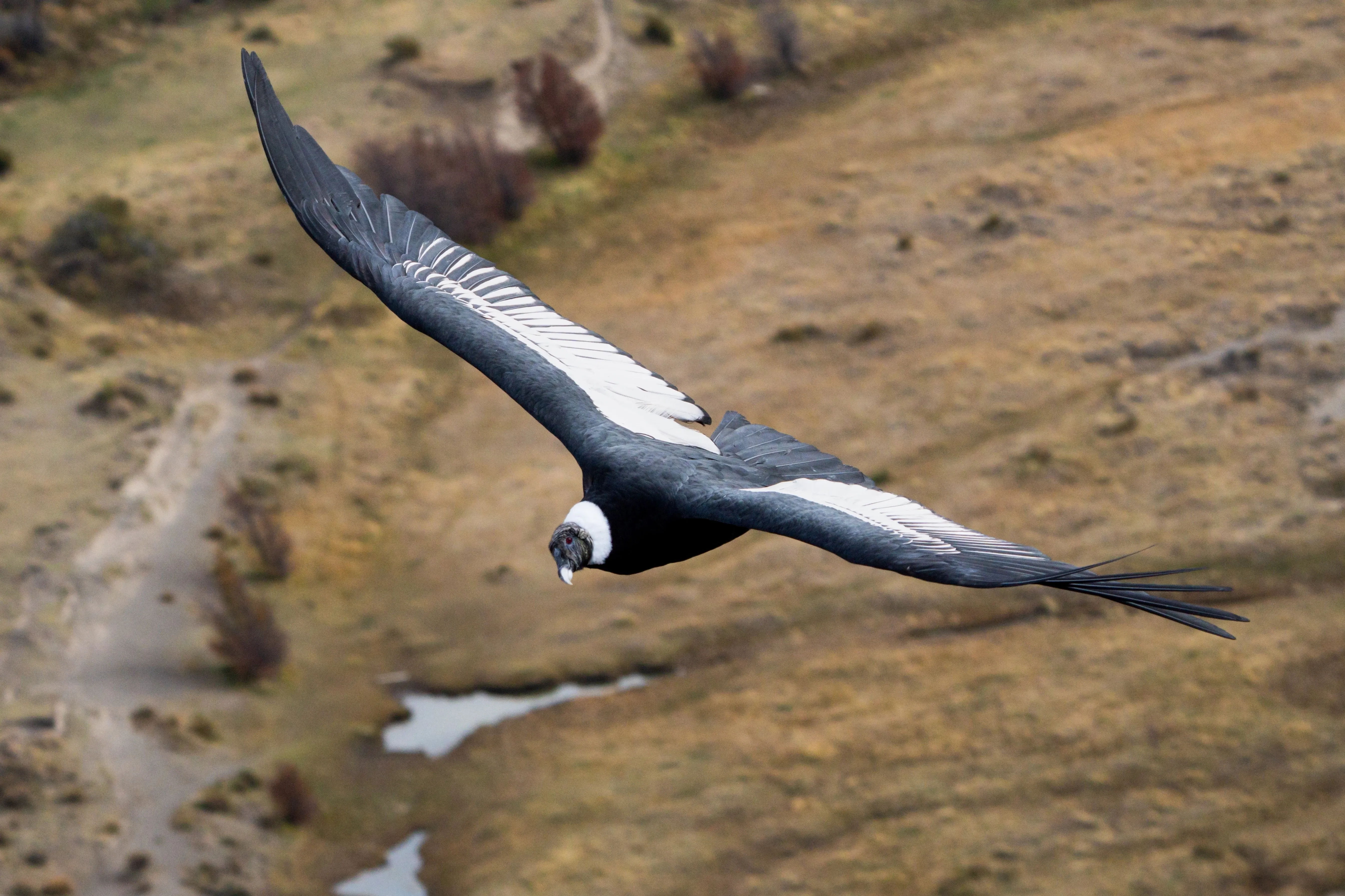 Andean condor