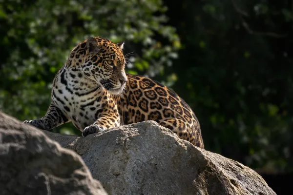 Jaguar auf Felsen