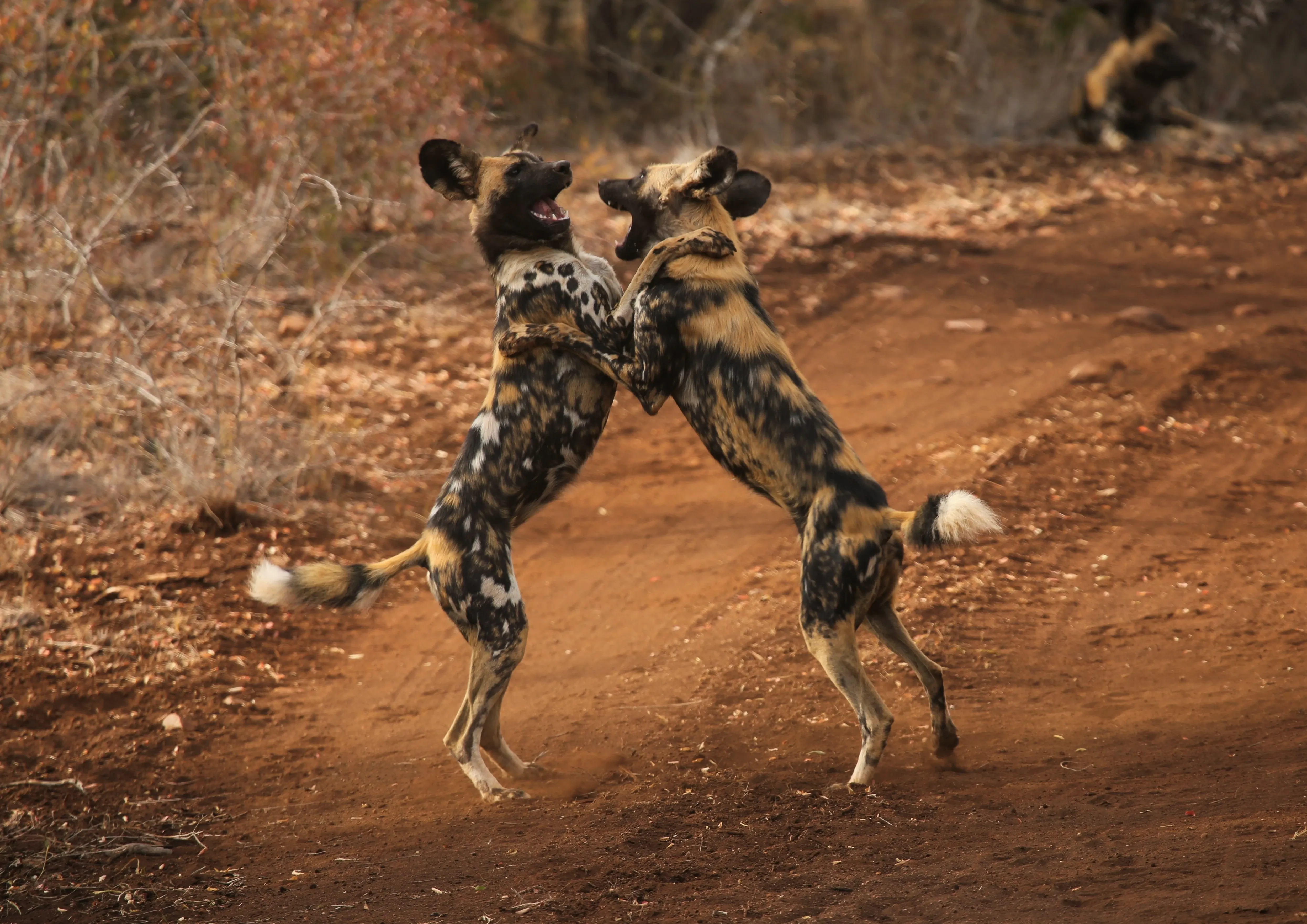 wild dogs