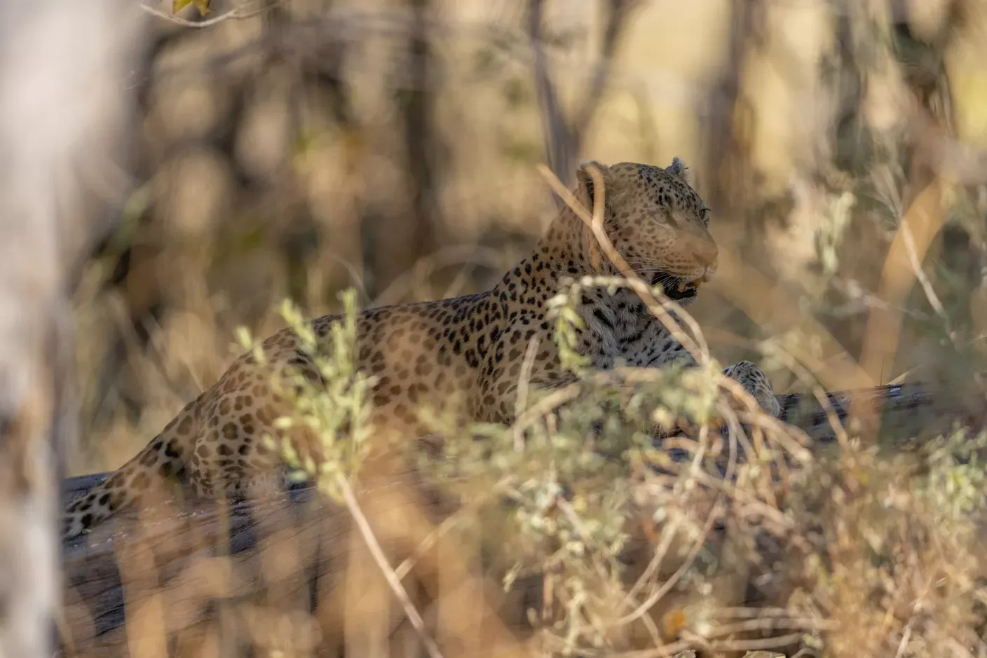 Leopard in the bush