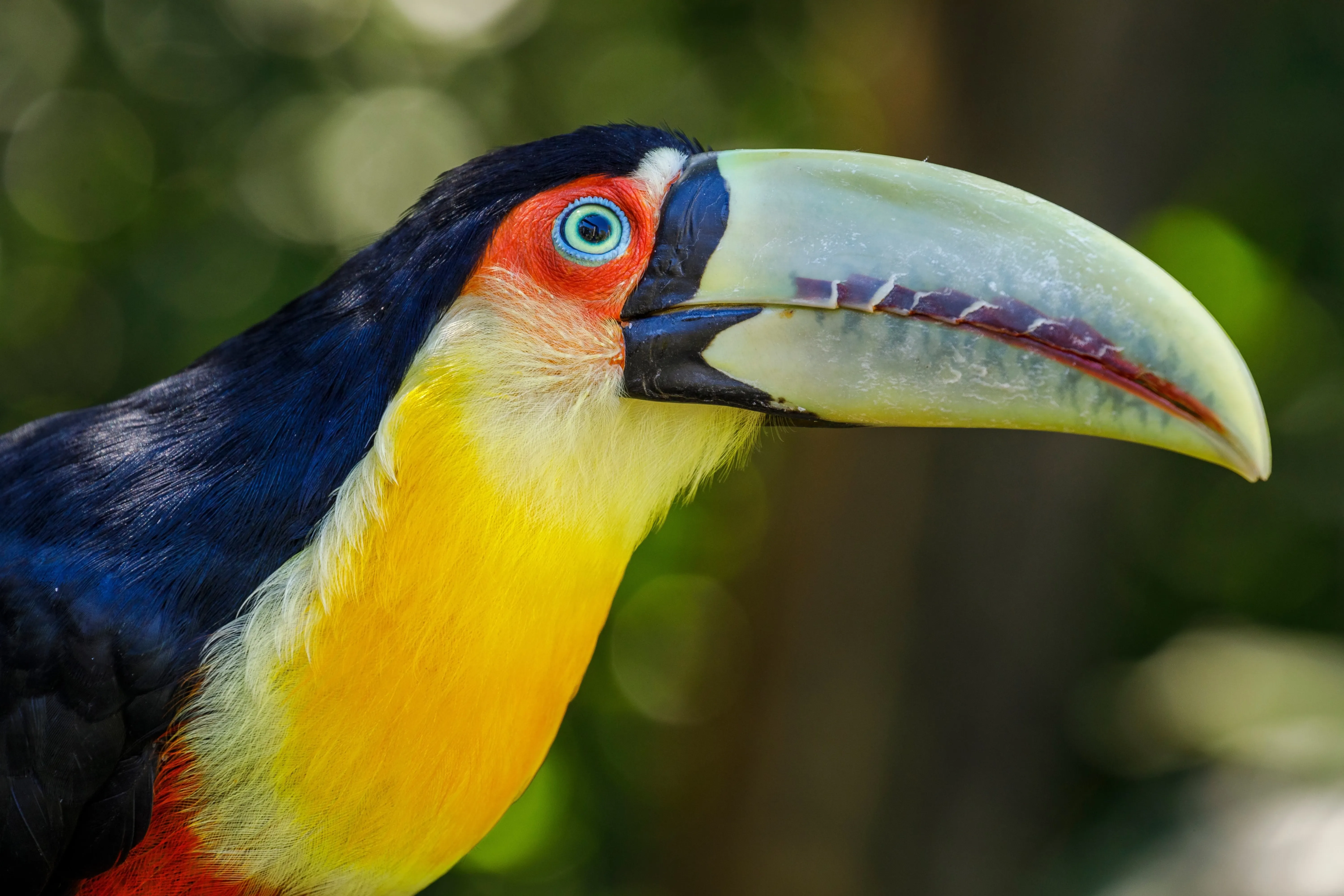 Toucan