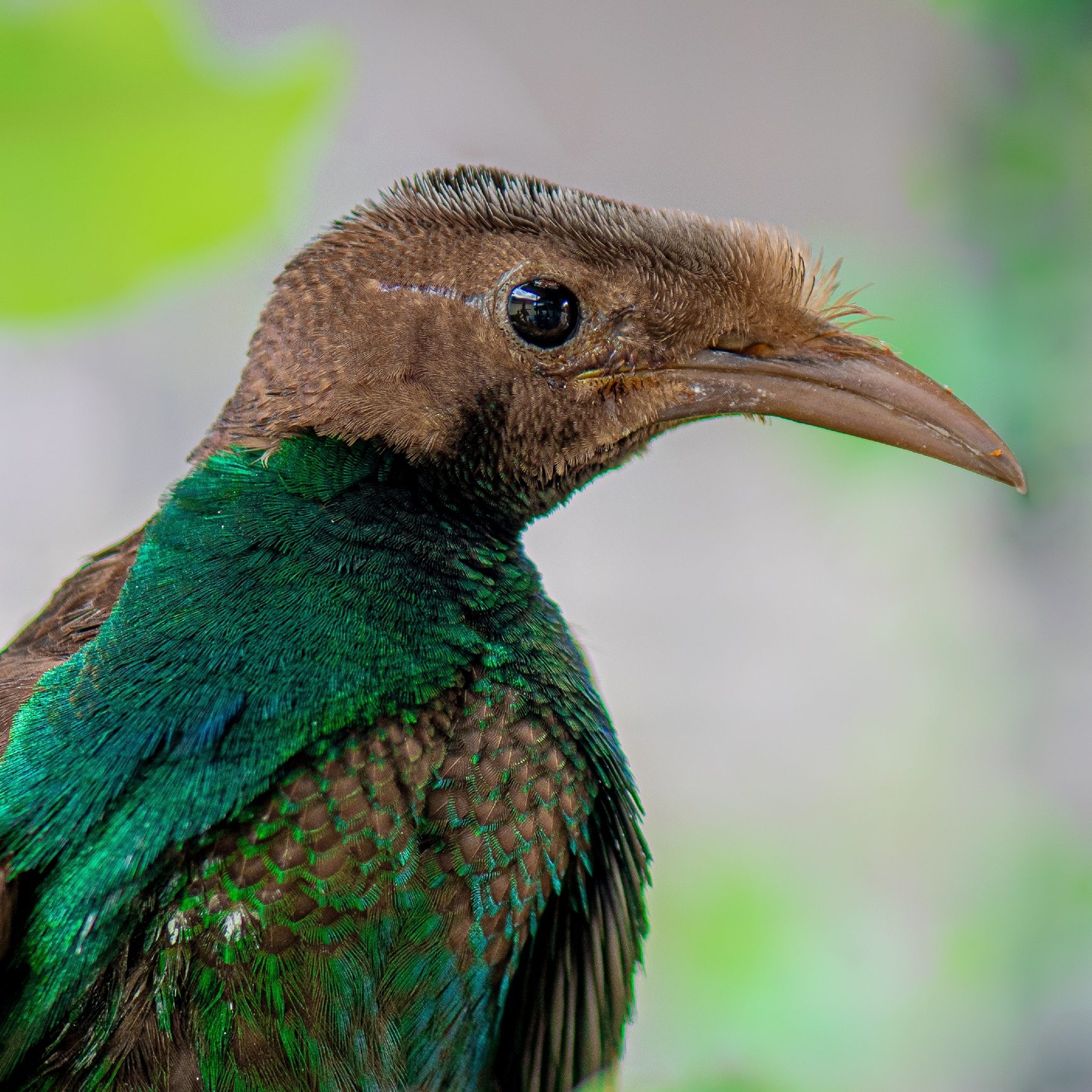 Standardwing bird of paradise