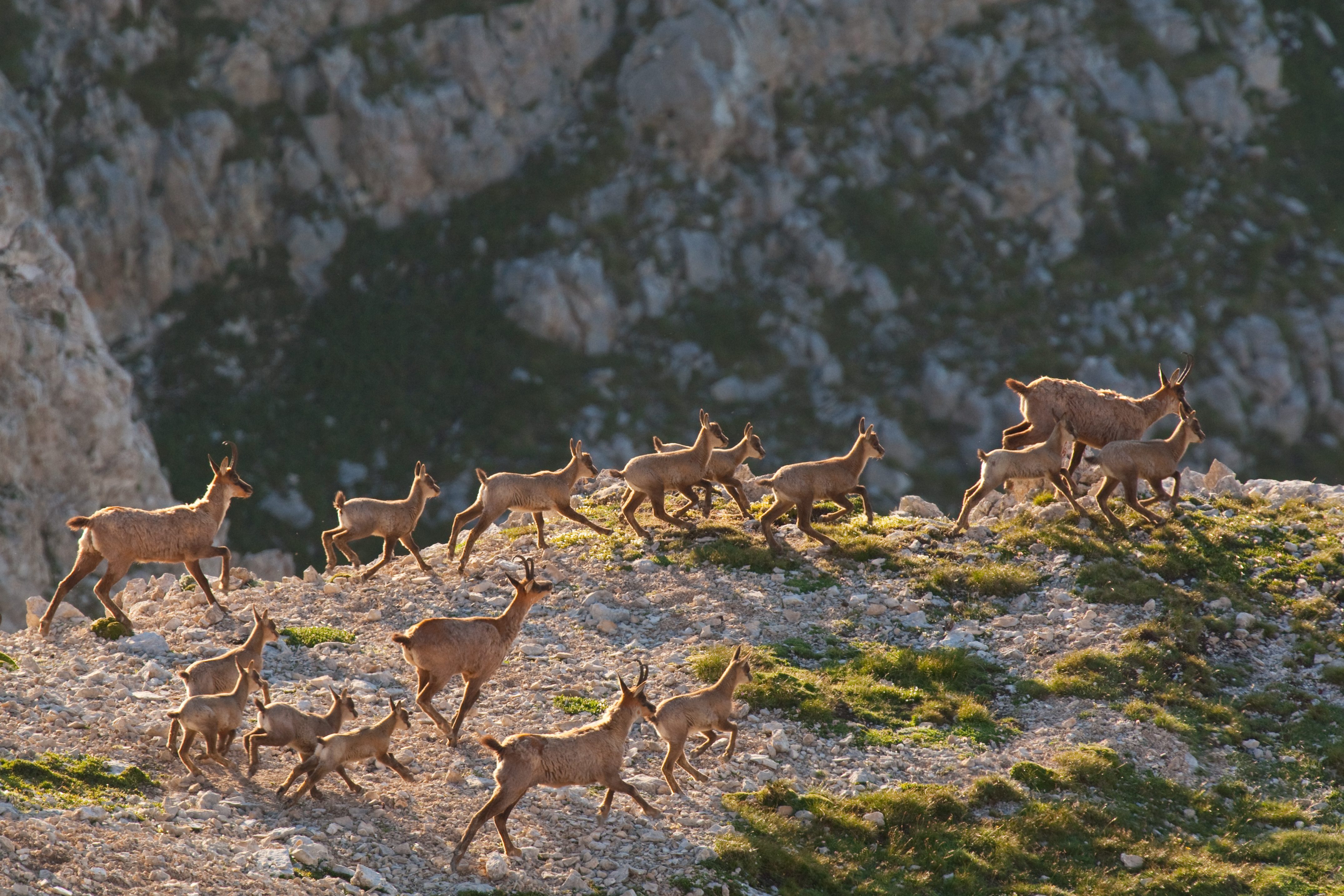 Herd running across mountain landscape