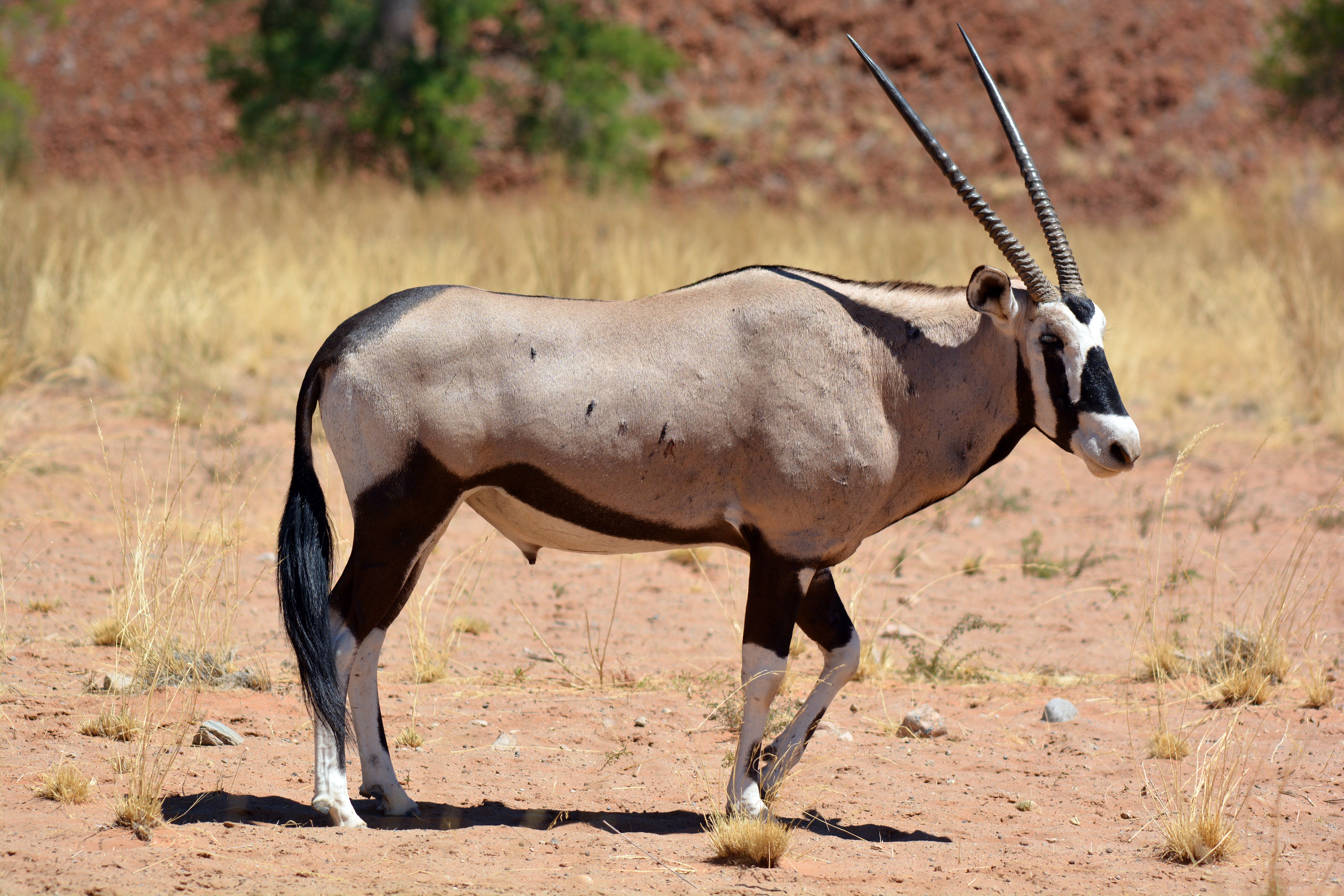 Gemsbok