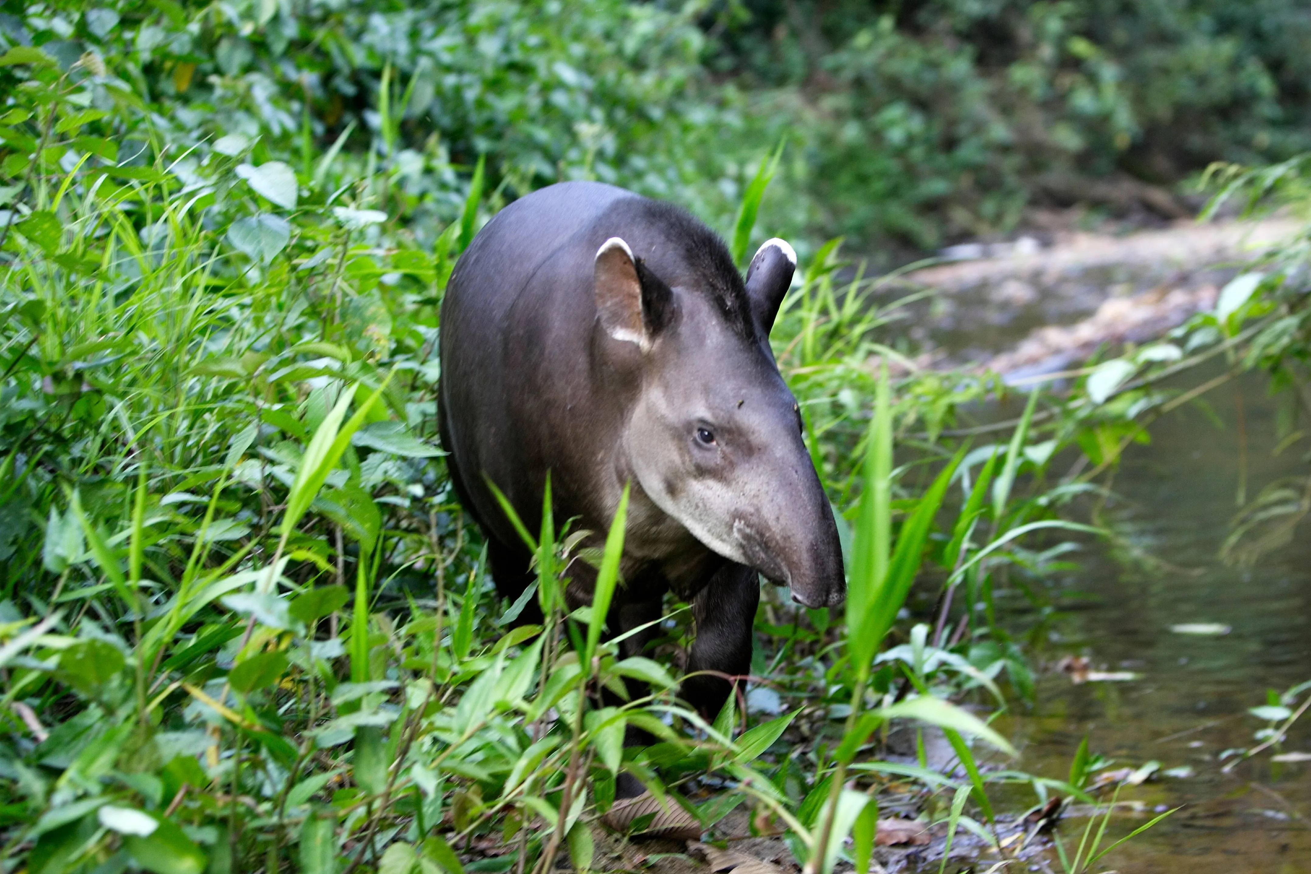 Tapir läuft am Fluss entlang