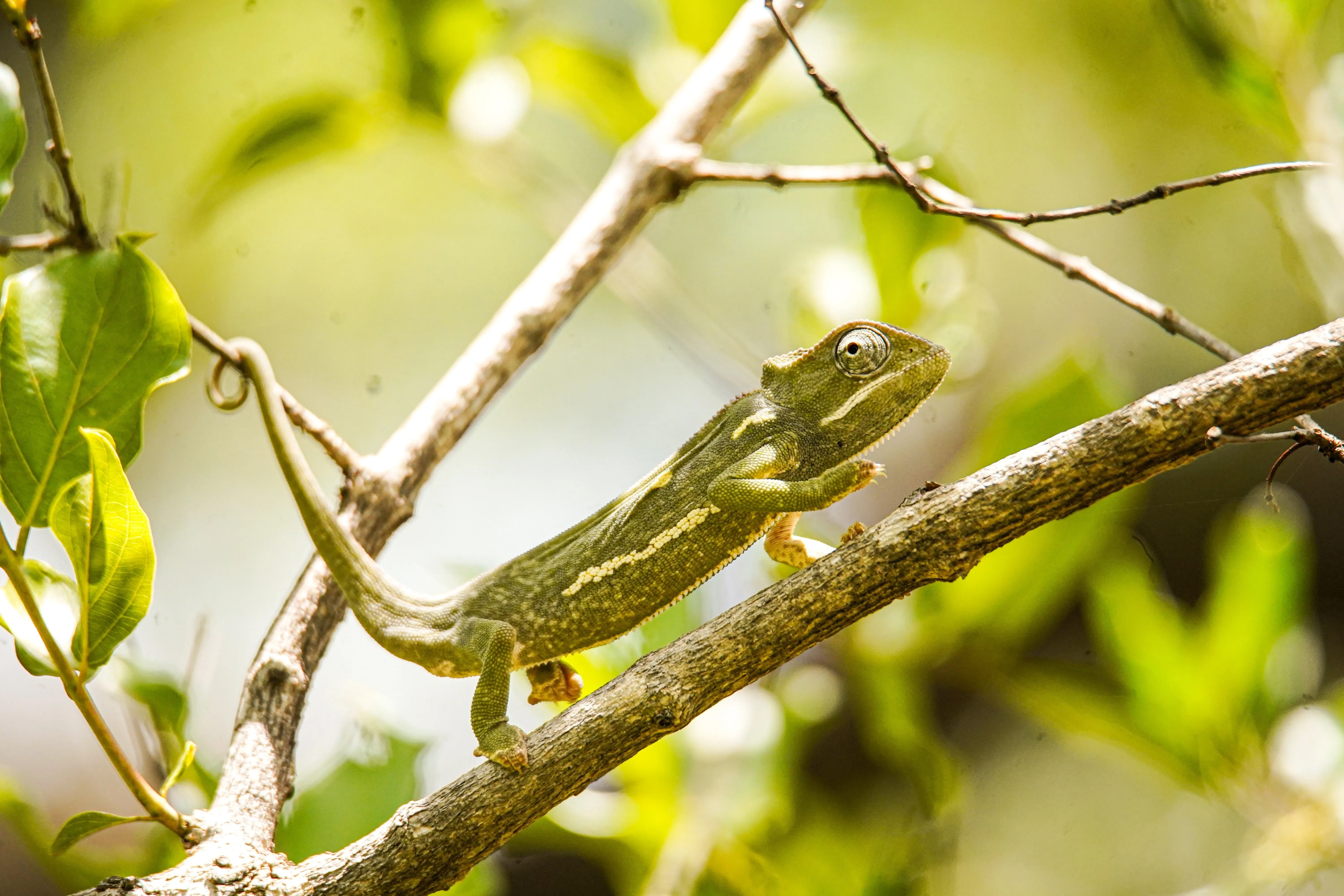 Chameleon walking on branches