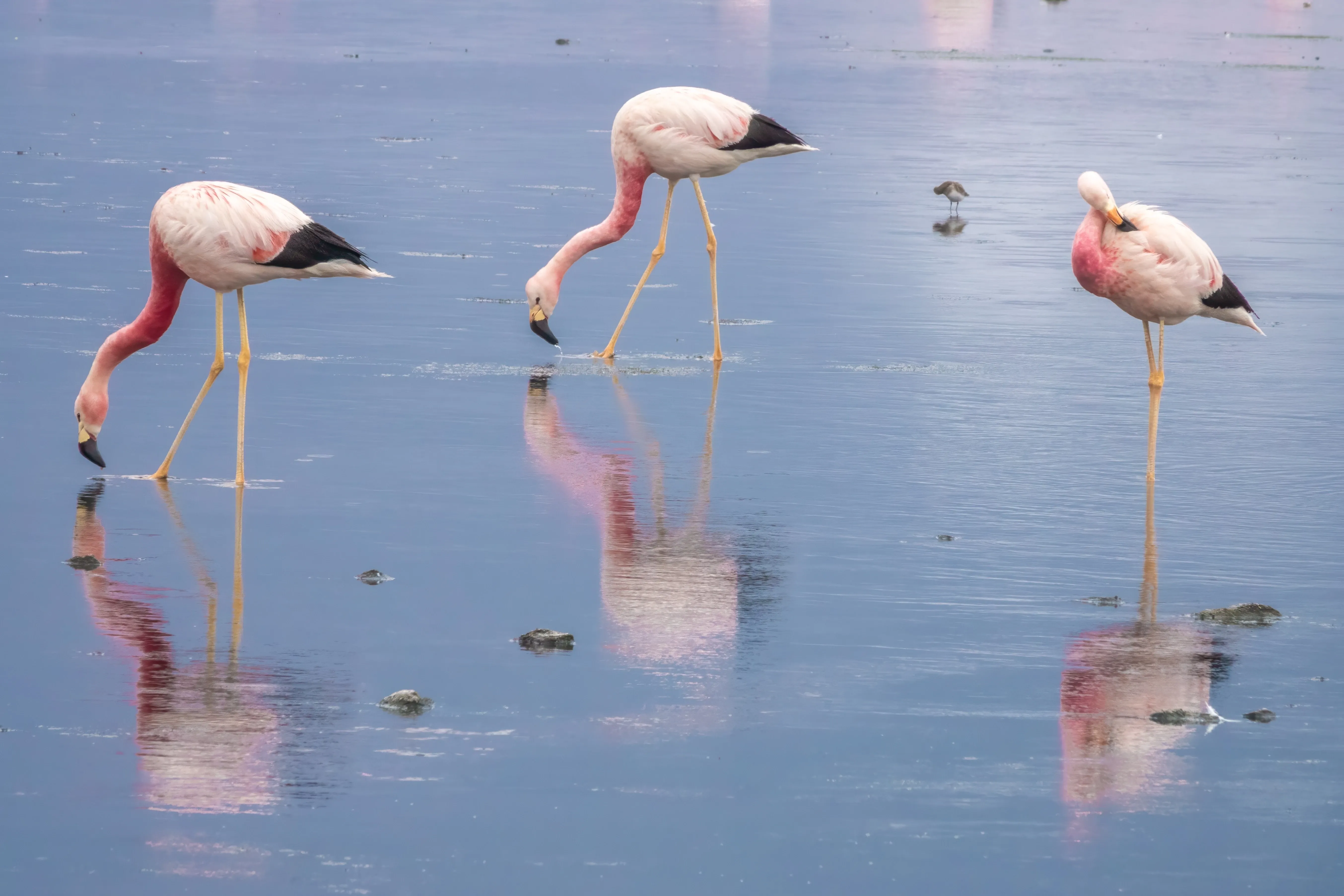 Andean flamingos in water