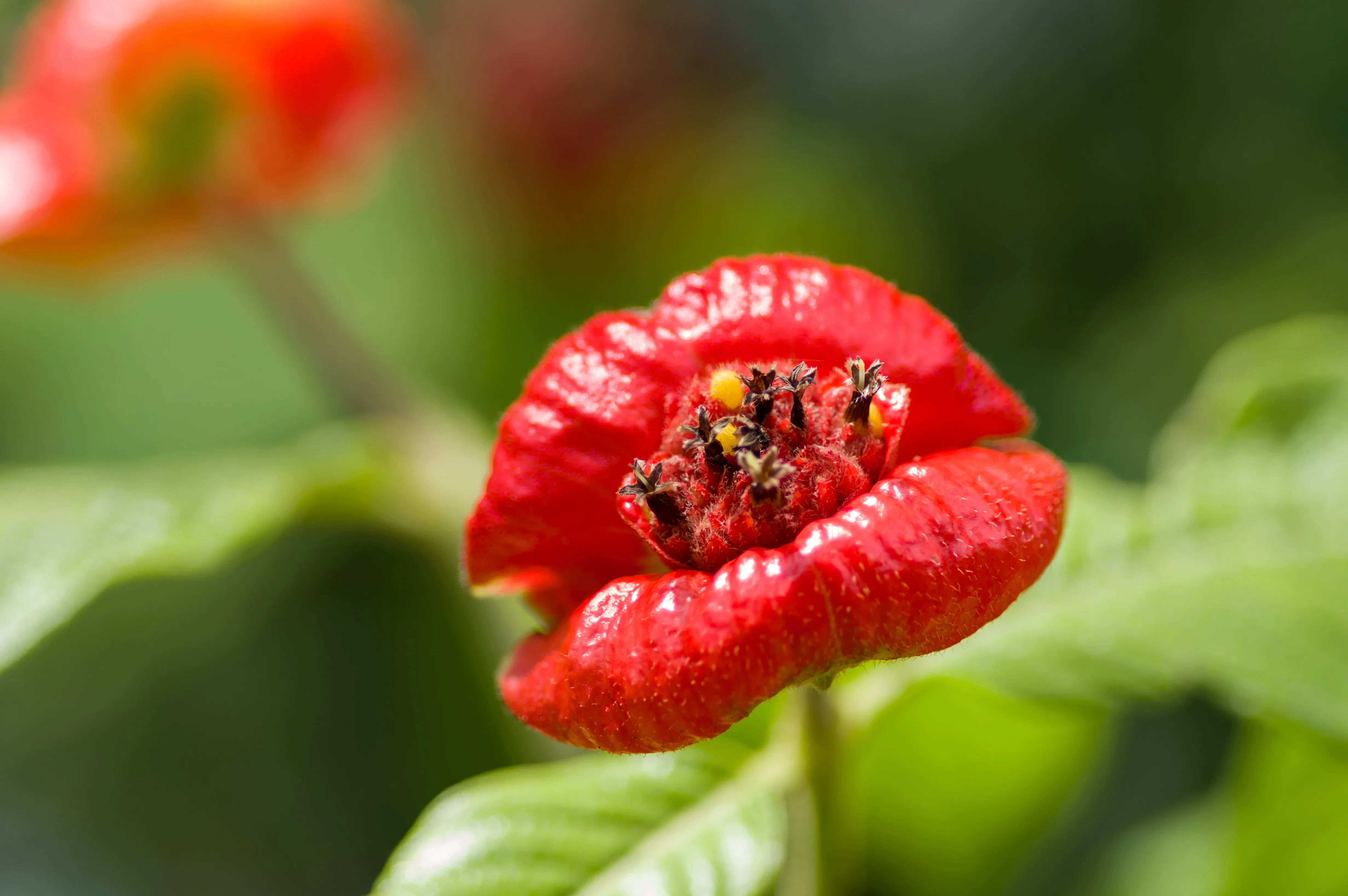 Rote Hot Lips Pflanze