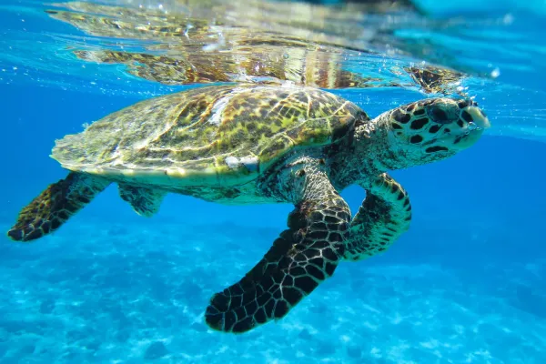 Freiwilligenprojekt Artenschutz, Seychellen