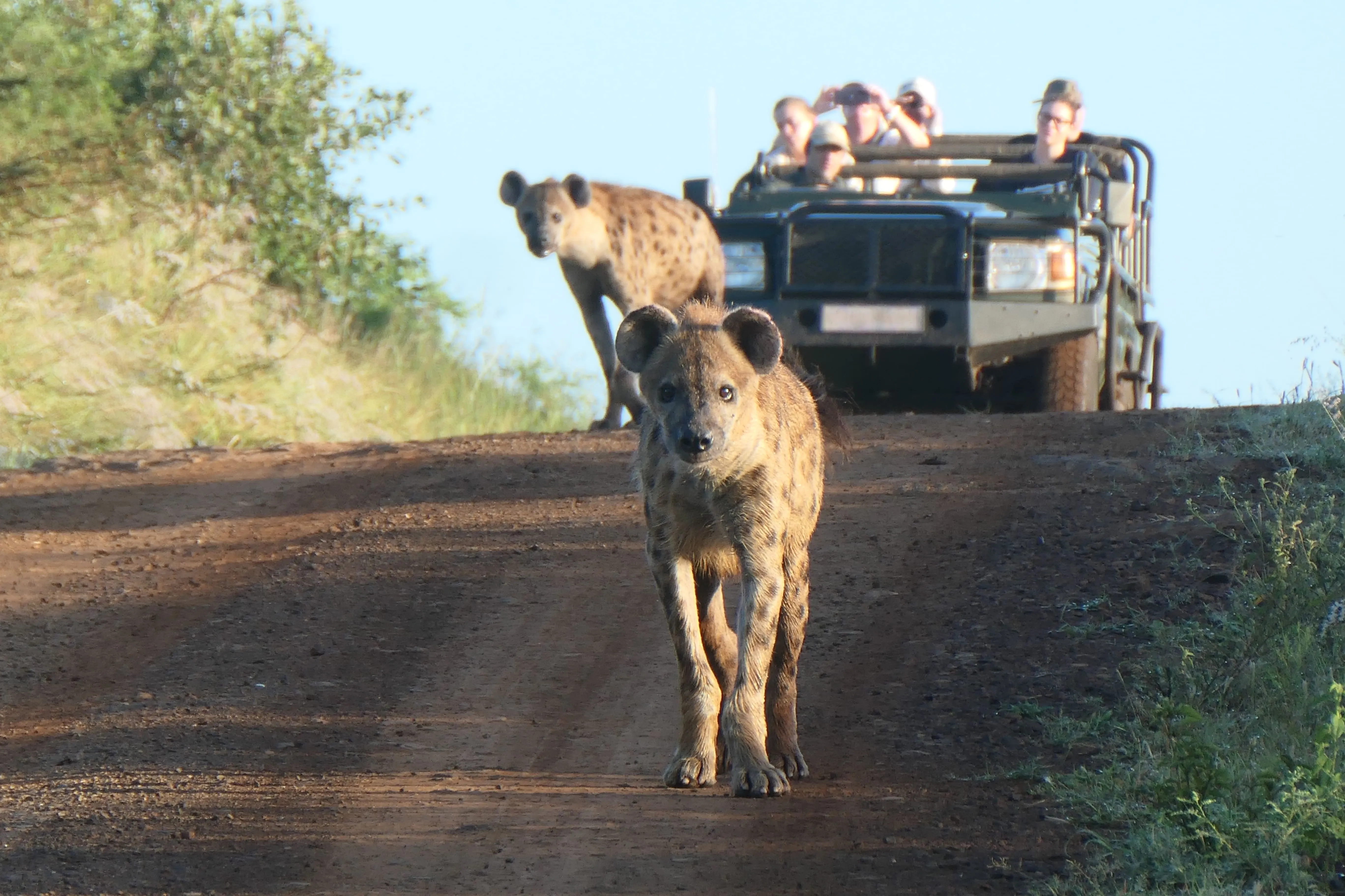 Volunteering Wildlife Conservation Zululand, South Africa