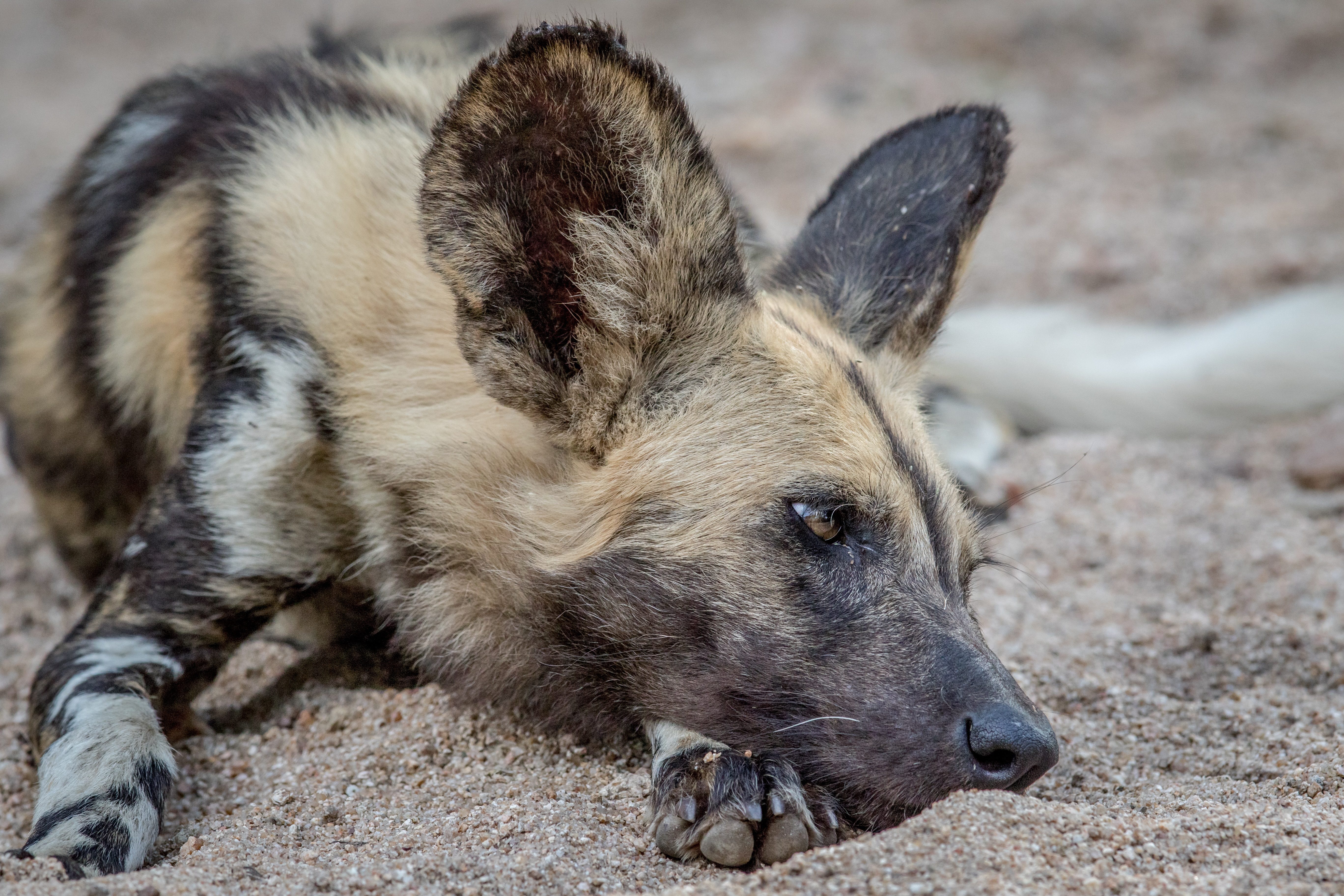 wild dog