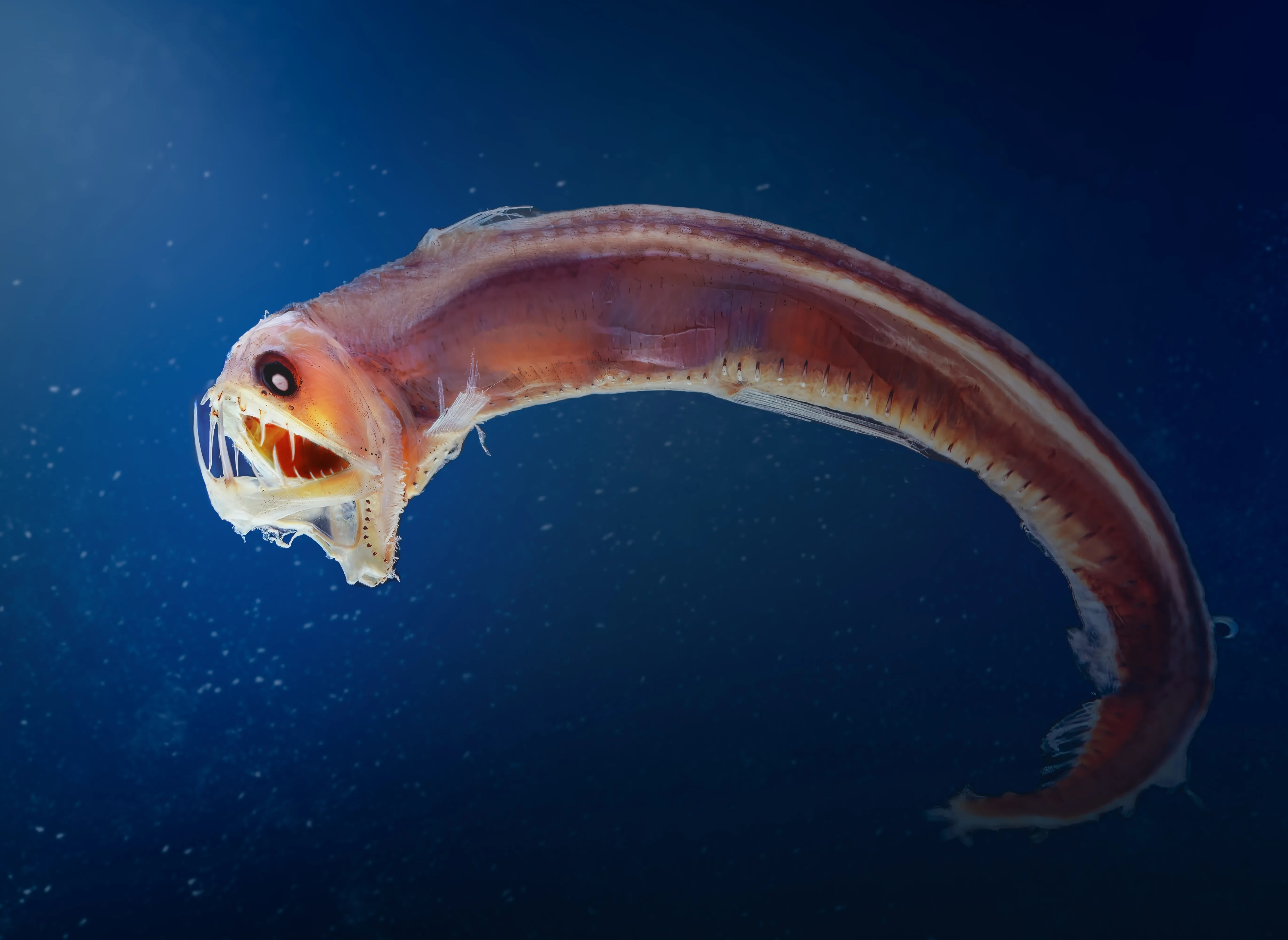 glowing deep fish sea