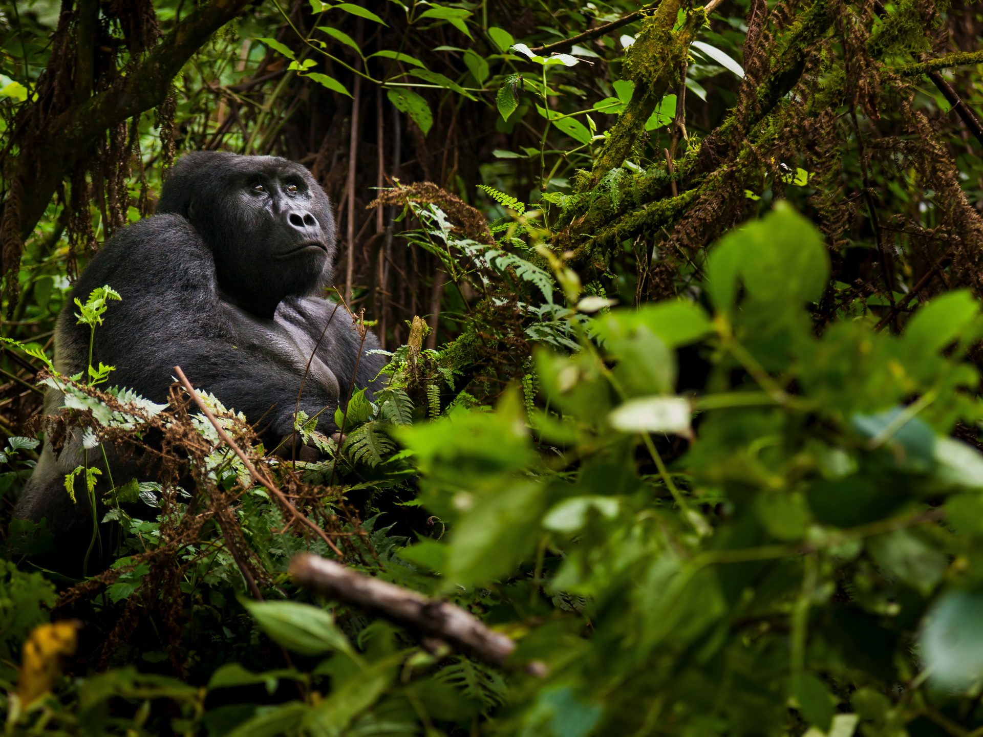 Gorilla in thick brush