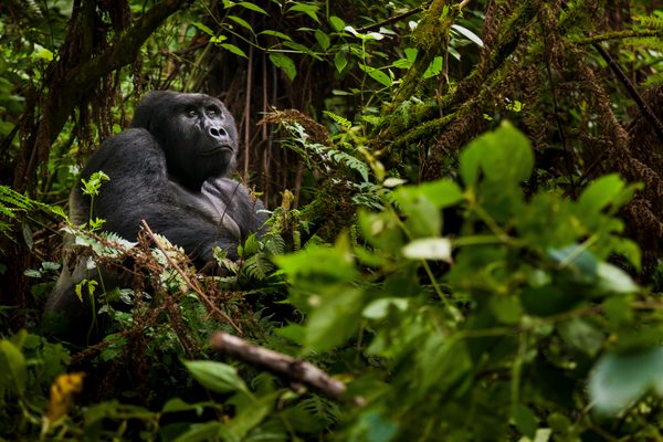 Gorilla in thick brush
