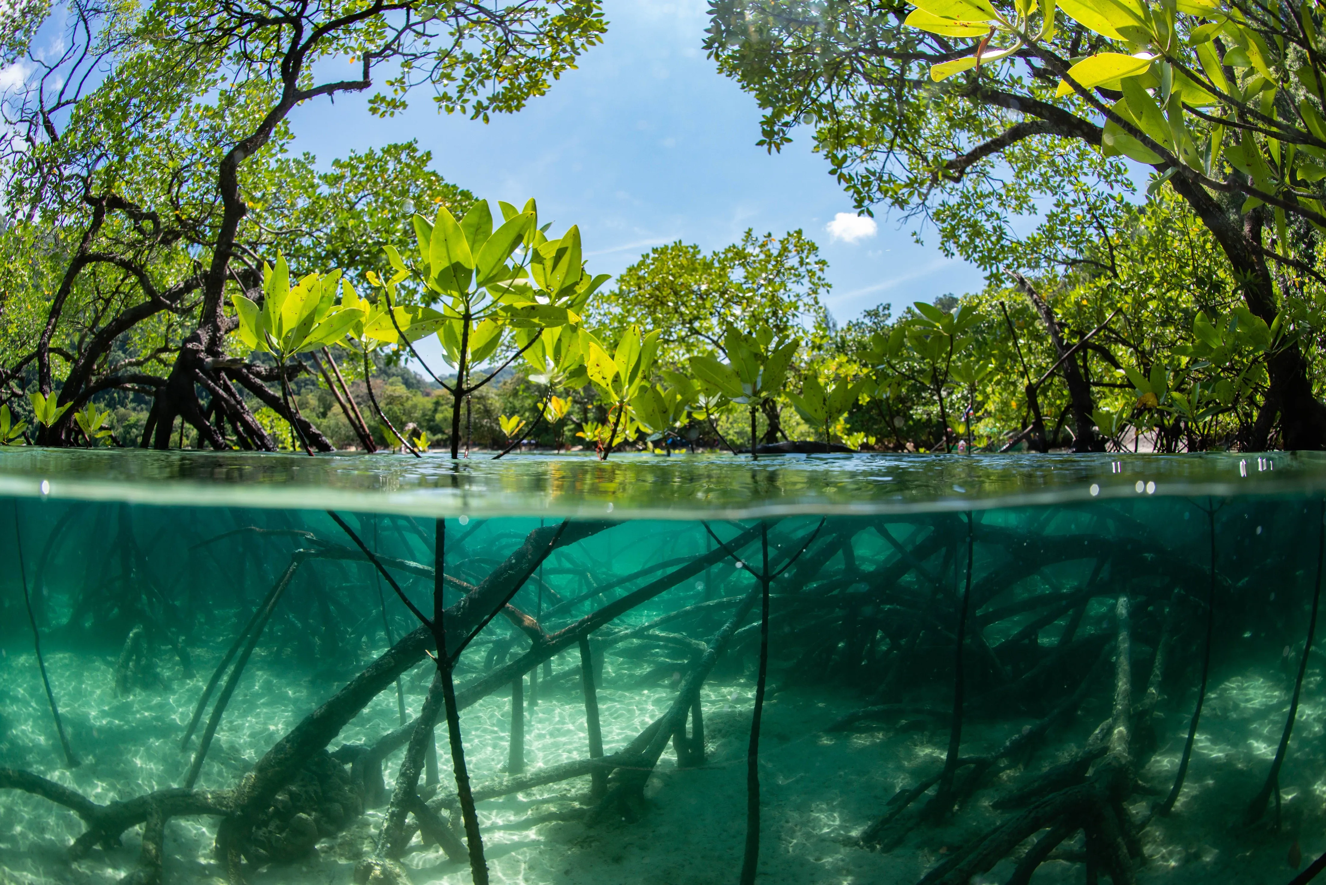 Mangrove Unterwasserperspektive