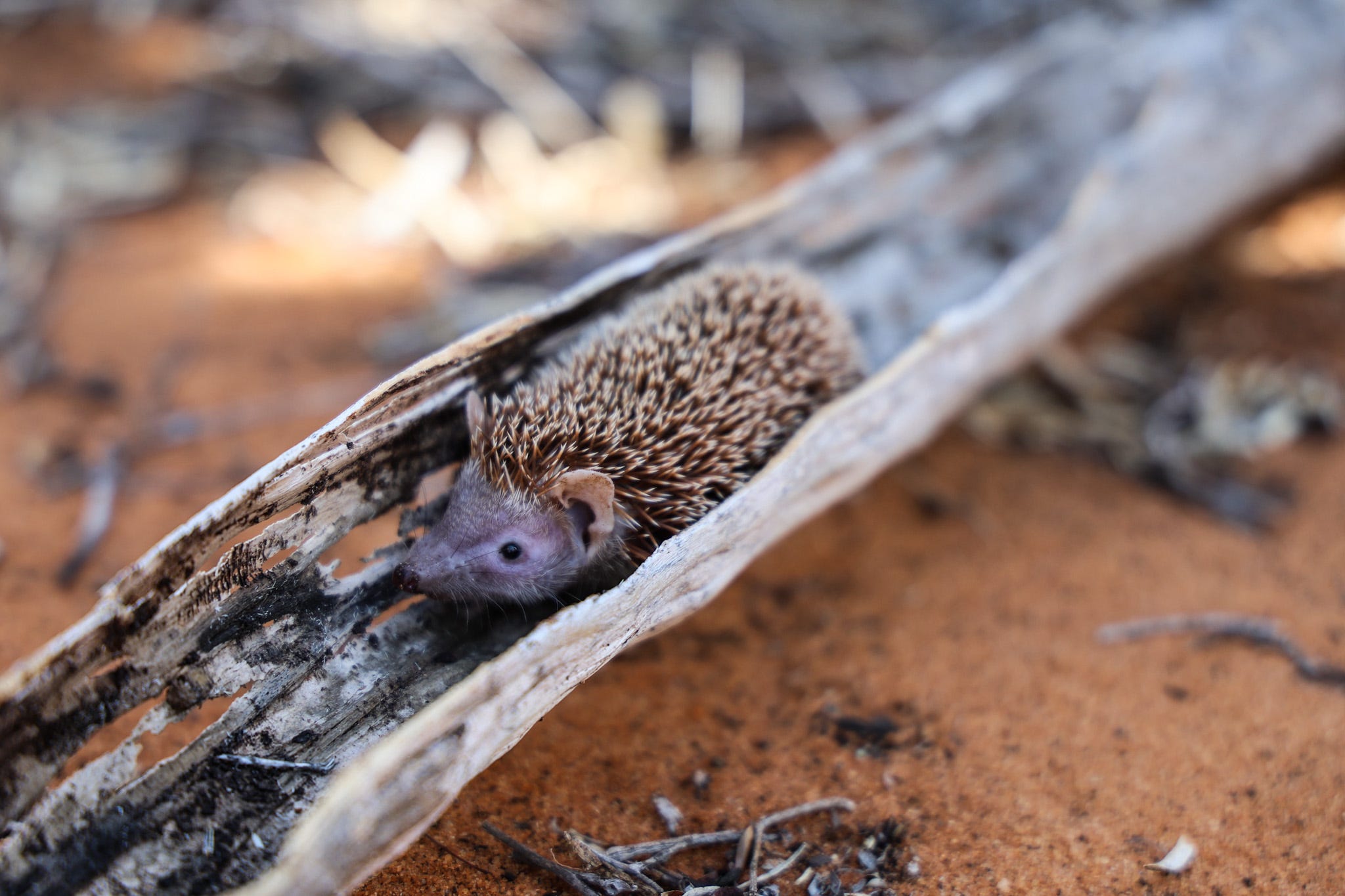 baby porcupine