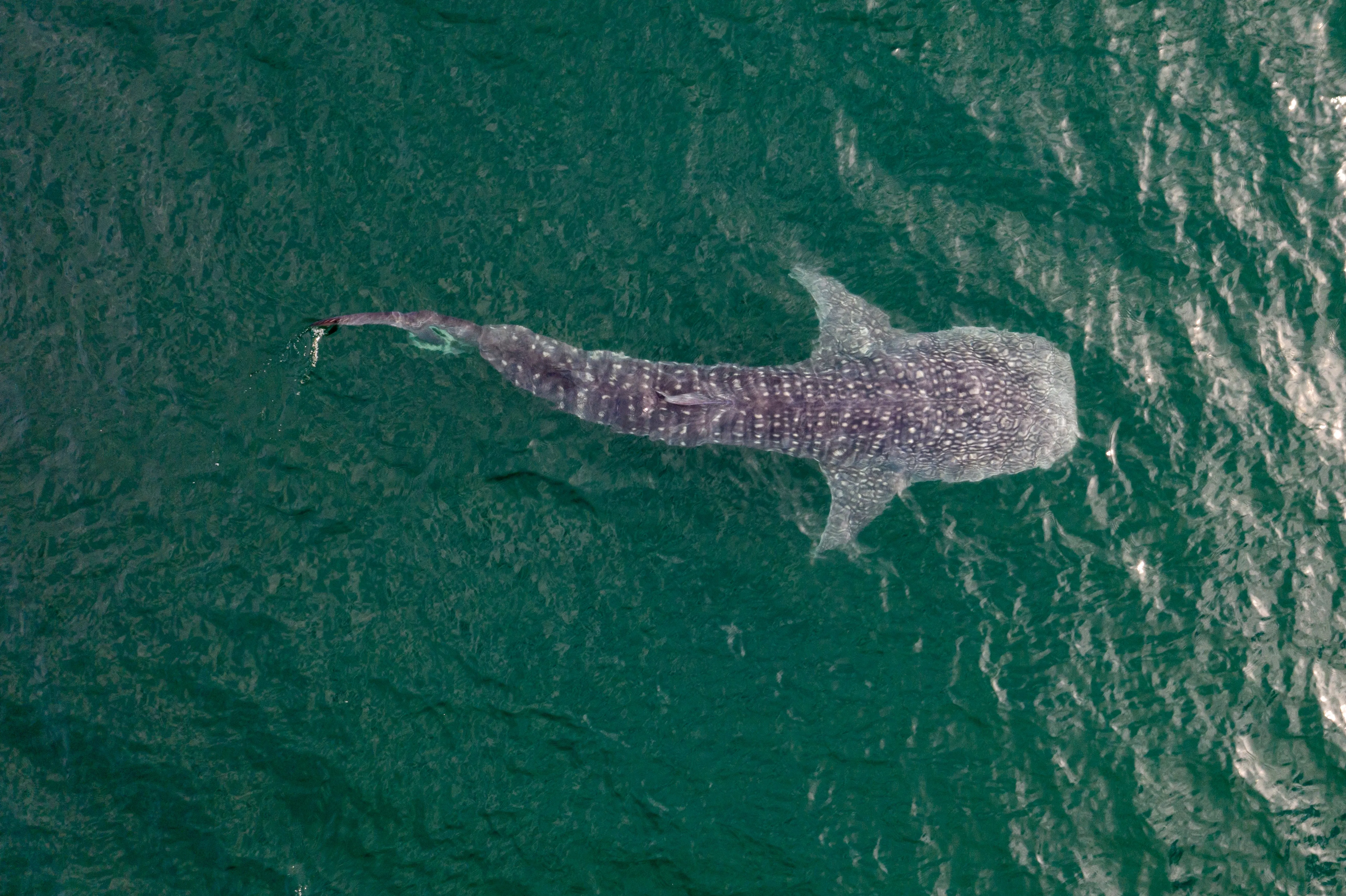 whale shark aerial view