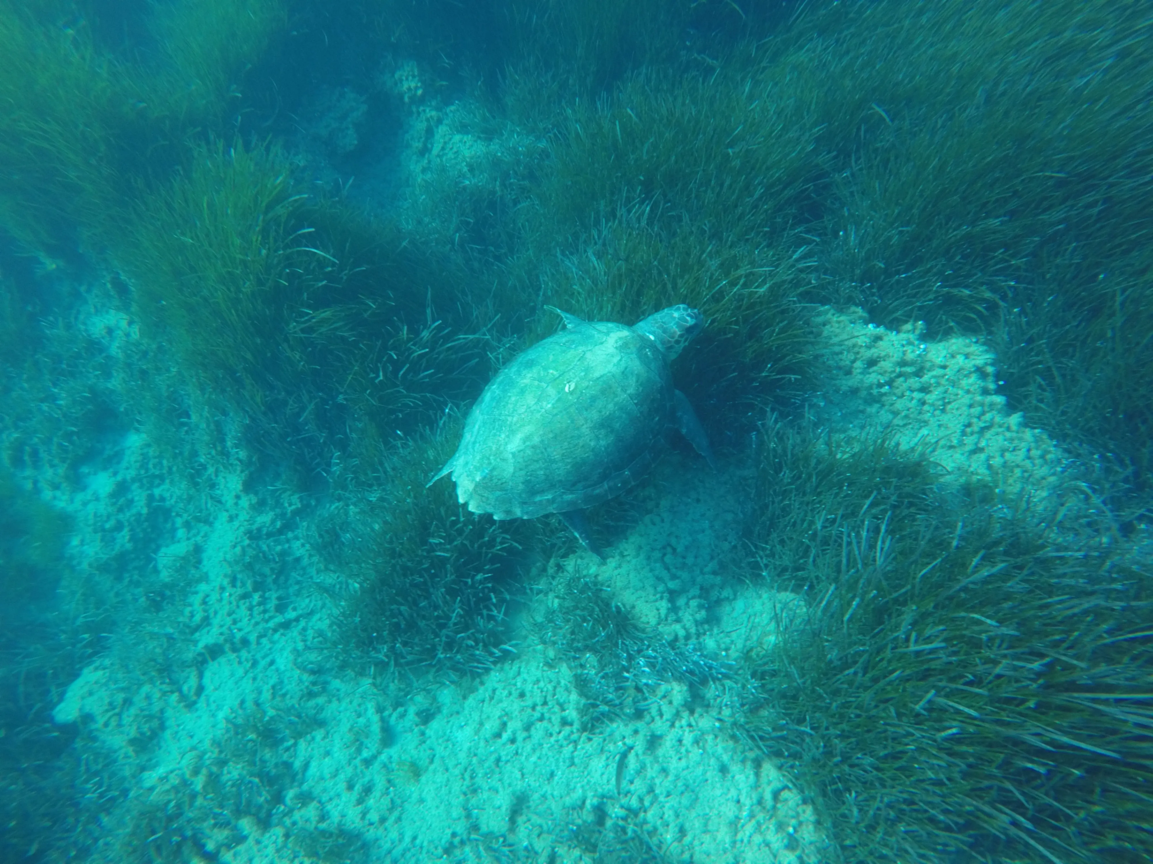 Freiwilligenprojekt Meeresschildkrötenschutz, Griechenland