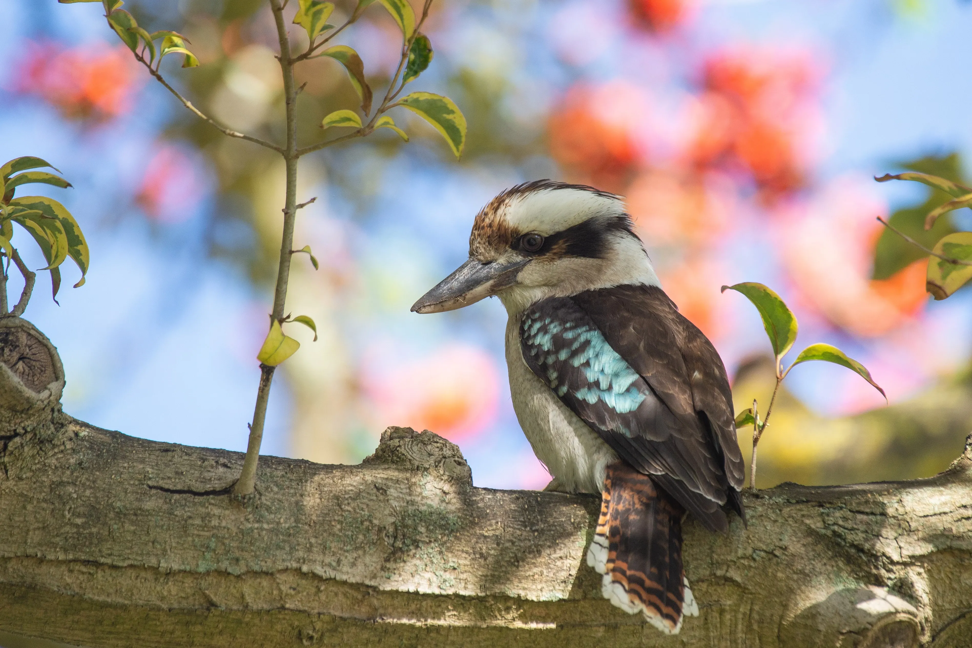 laughing kookaburra