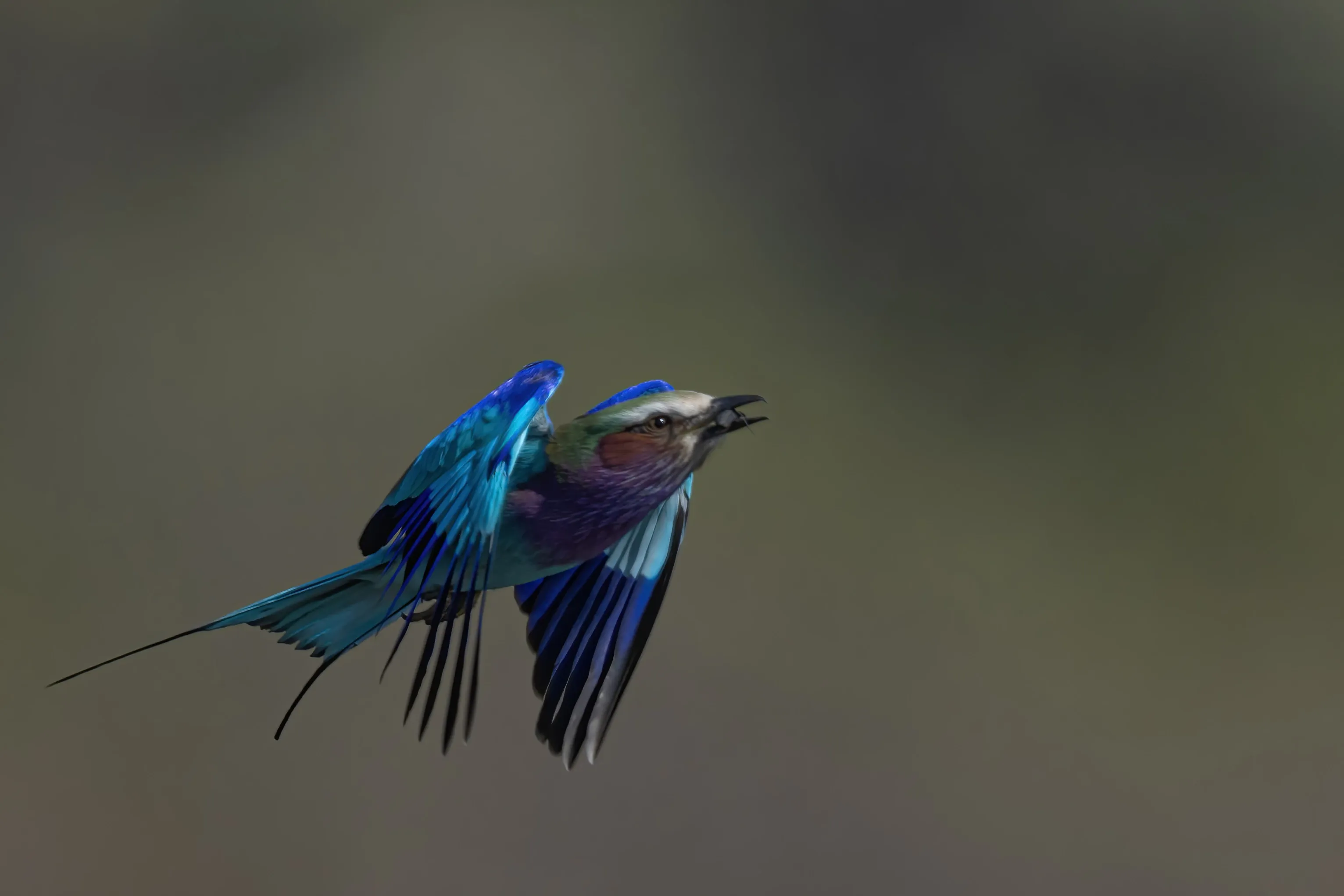 Professional Field Guide, Southern Africa