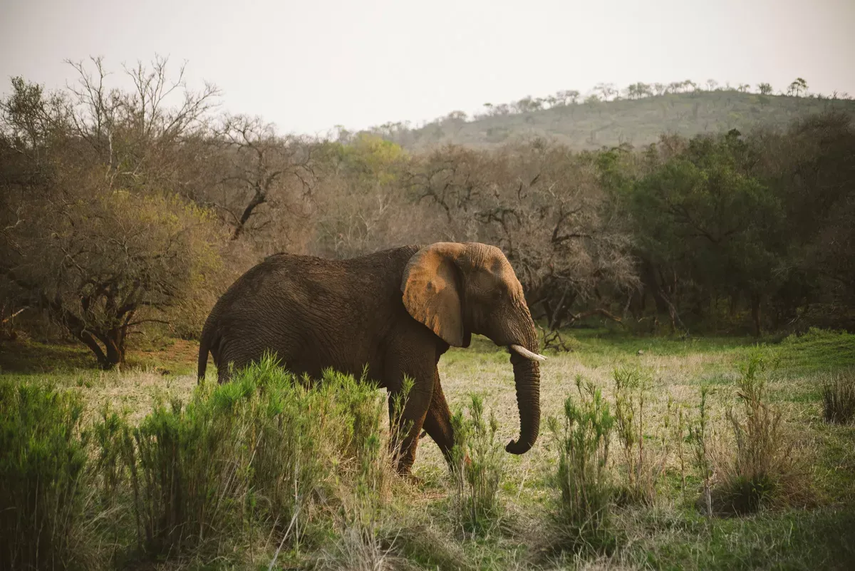 One elephant walks through the southern African bush in Zululand.