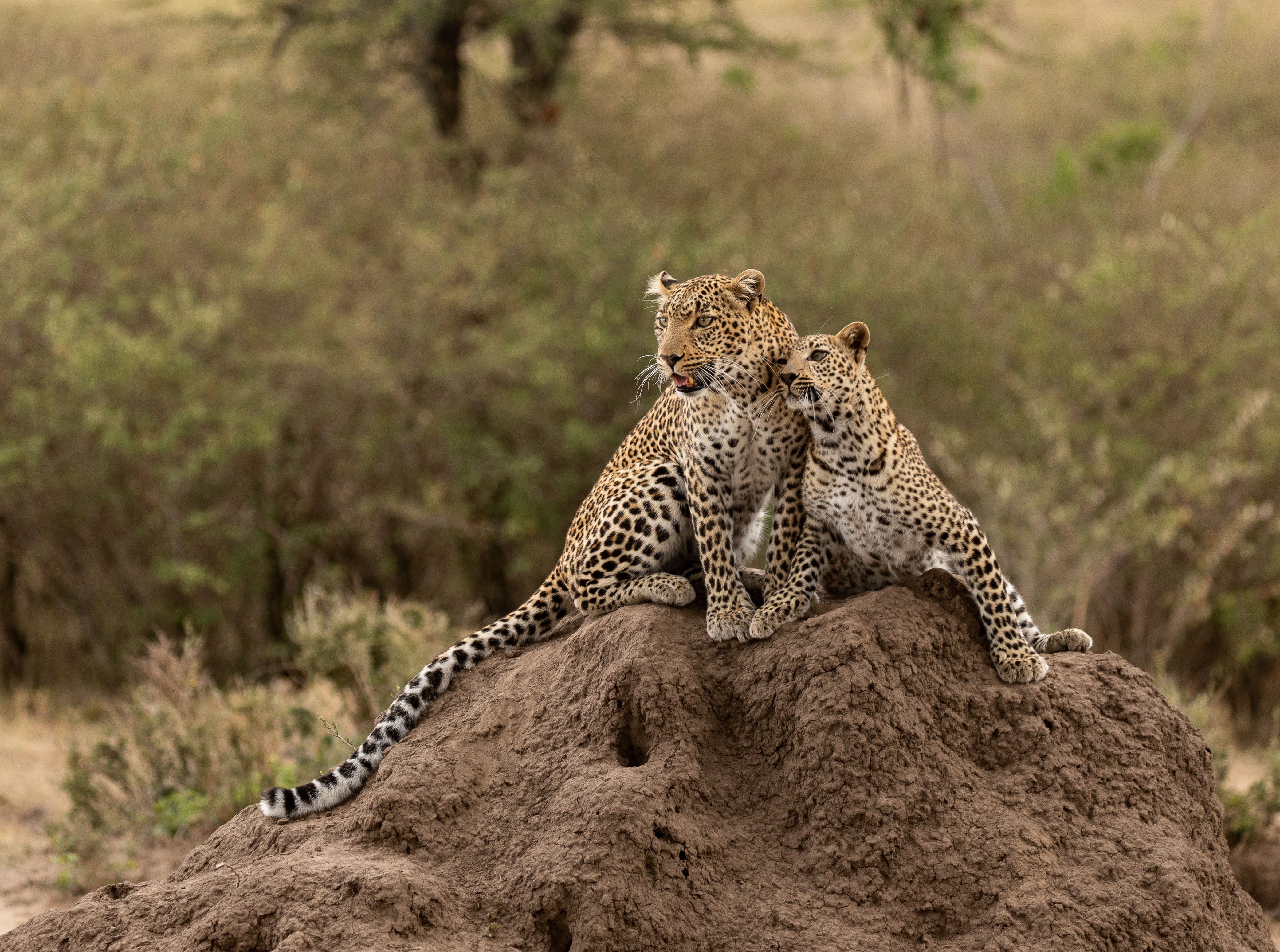 Leopards in the Mara