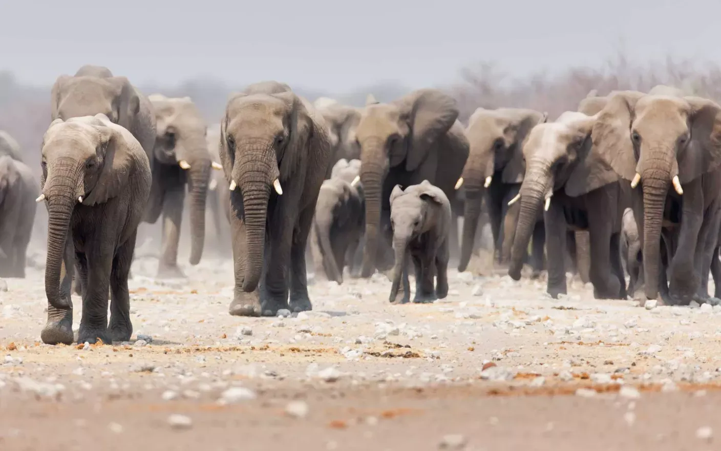Herd of Elephants