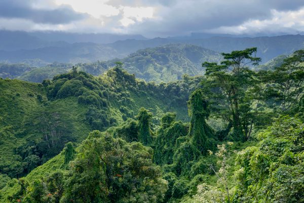 The devastating impact of deforestation on the tropical rainforest
