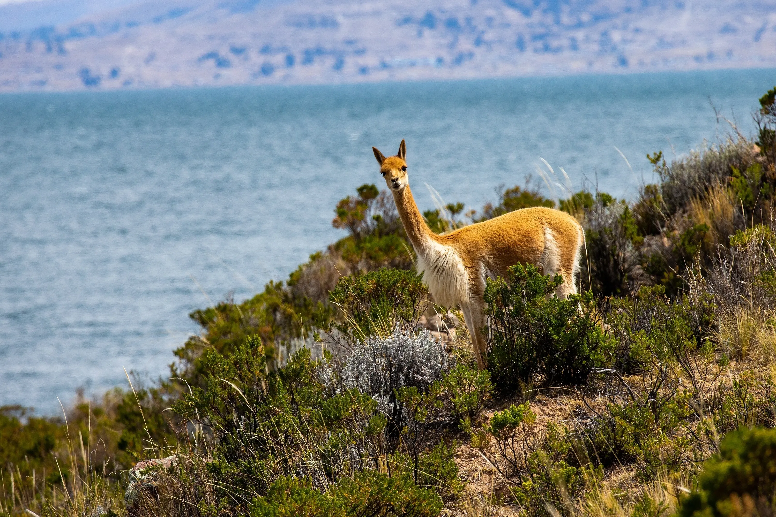 Peruvian vicuna