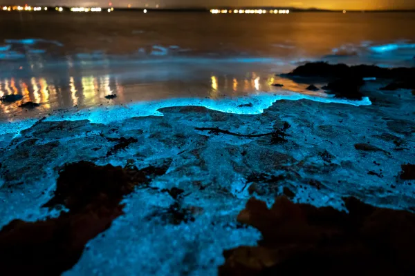 bioluminescent coastline