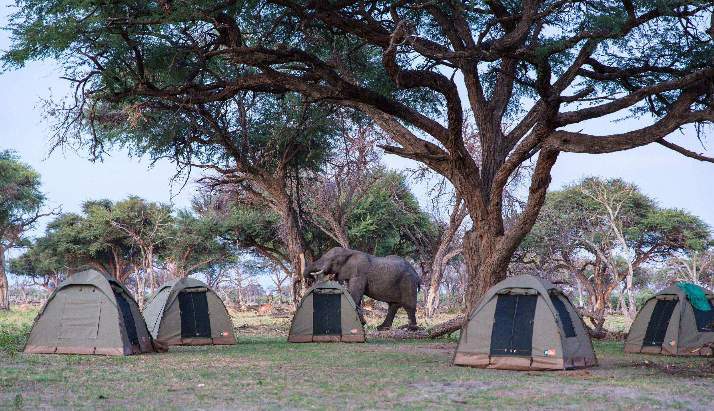 mobiles Zelt, das von Elefanten besucht wird