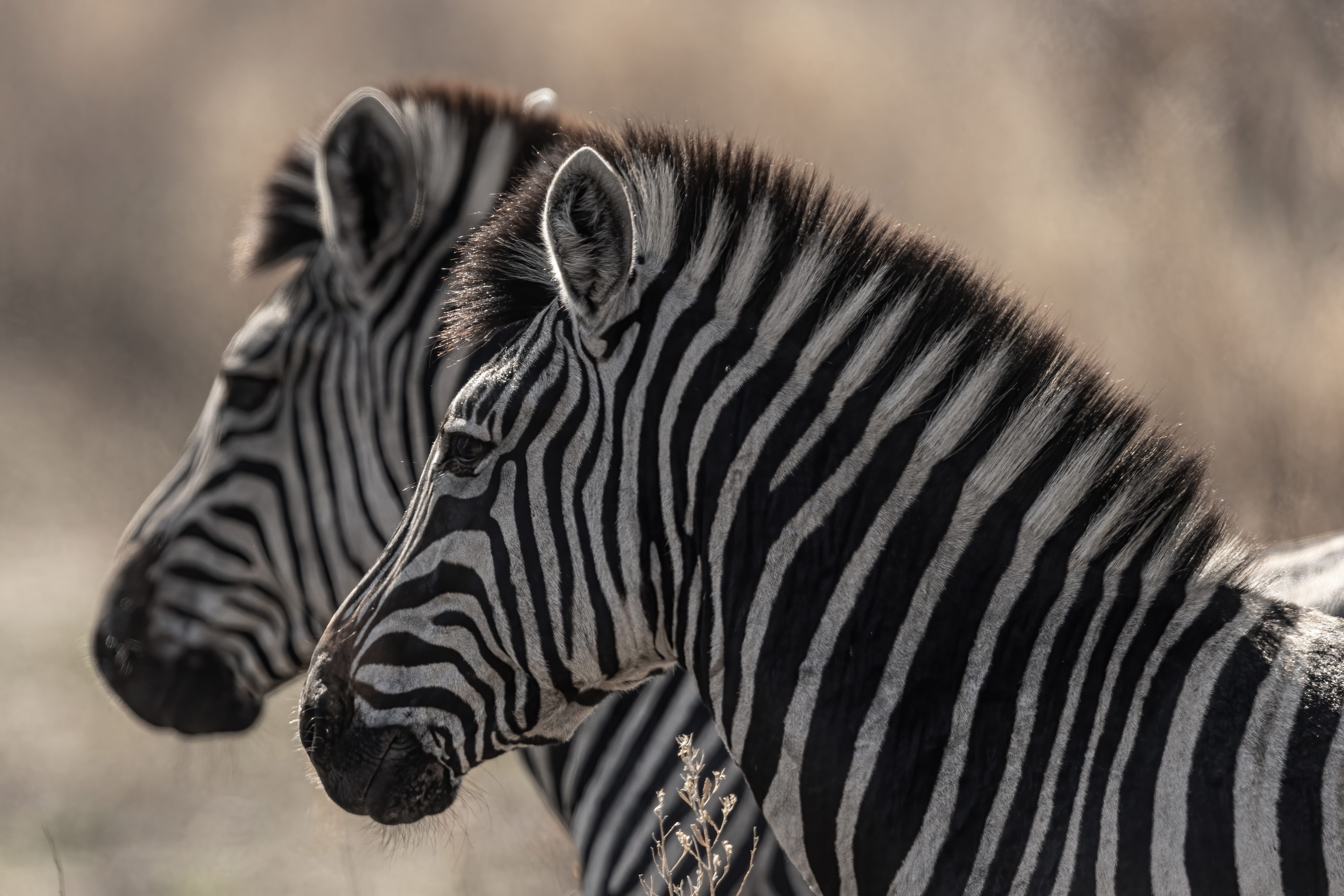 Unser Partner: Alan McSmith Safaris