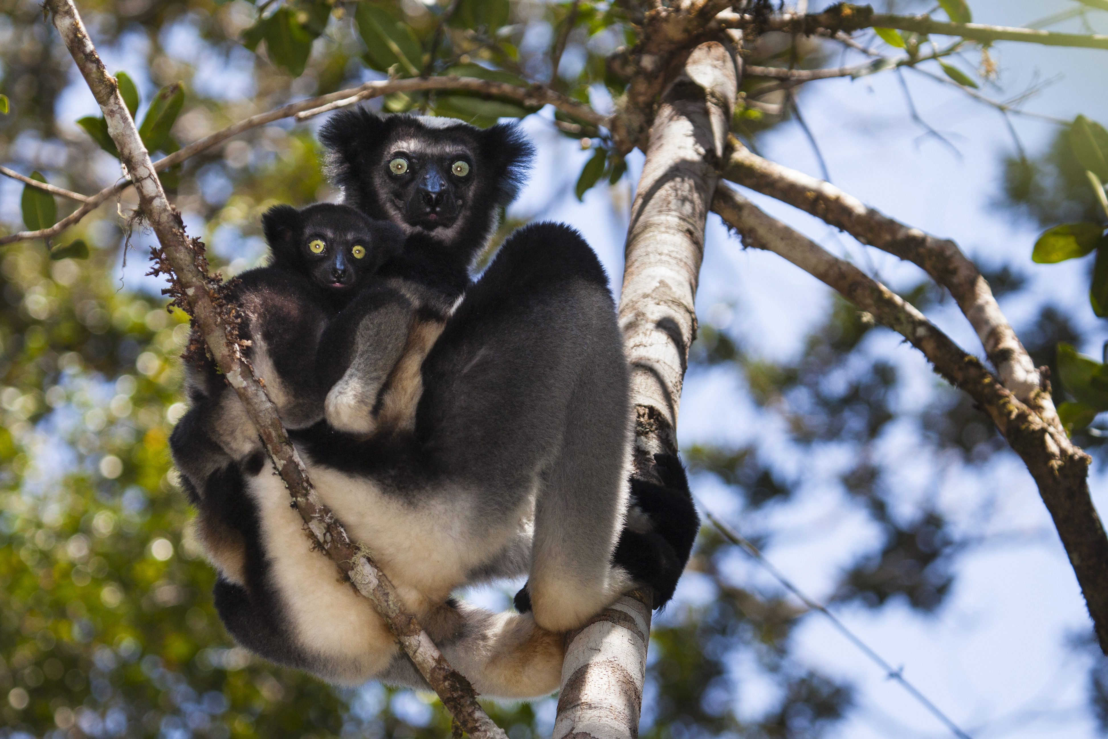 lemur with baby