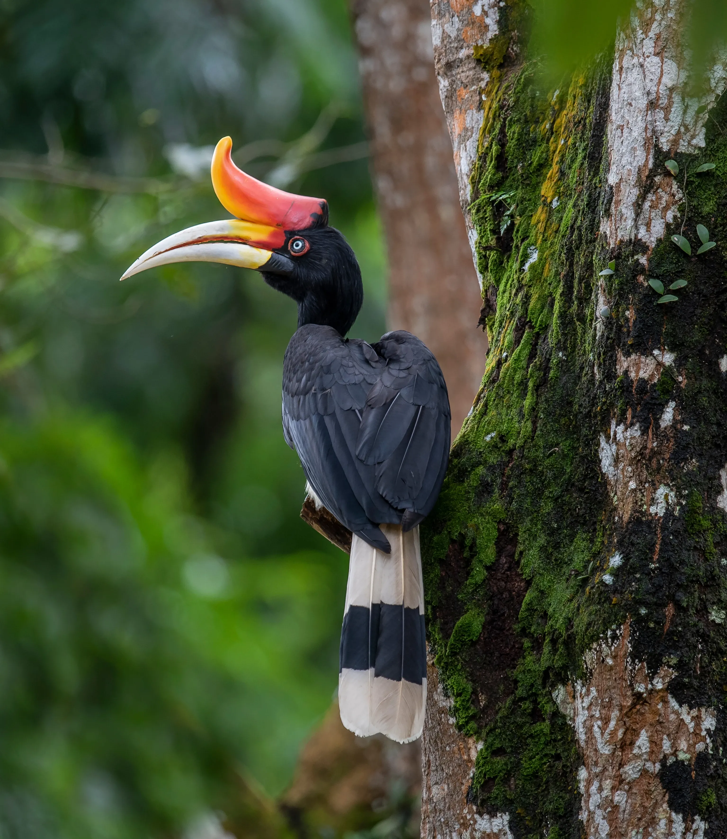 rhino hornbill