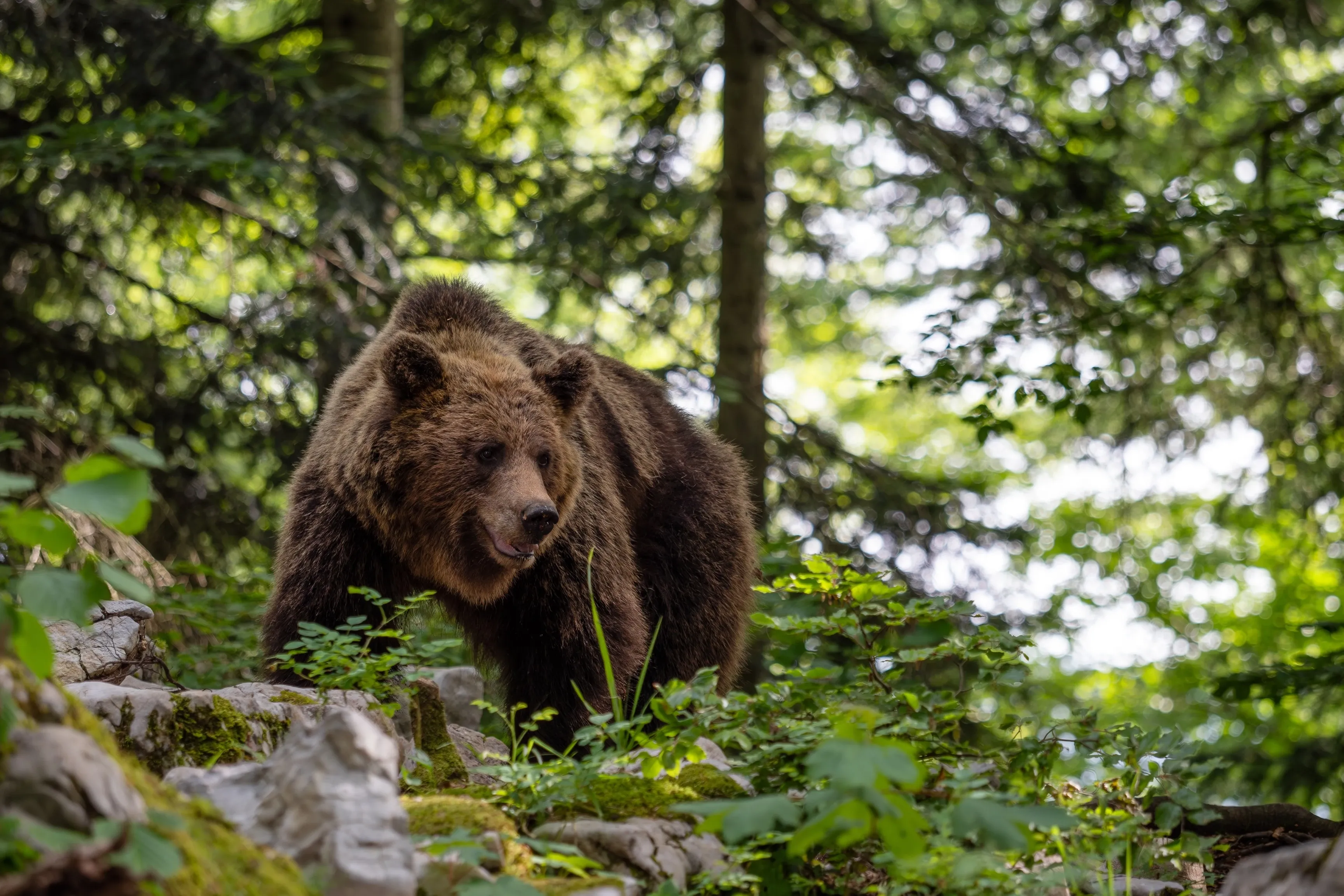 European brown bear