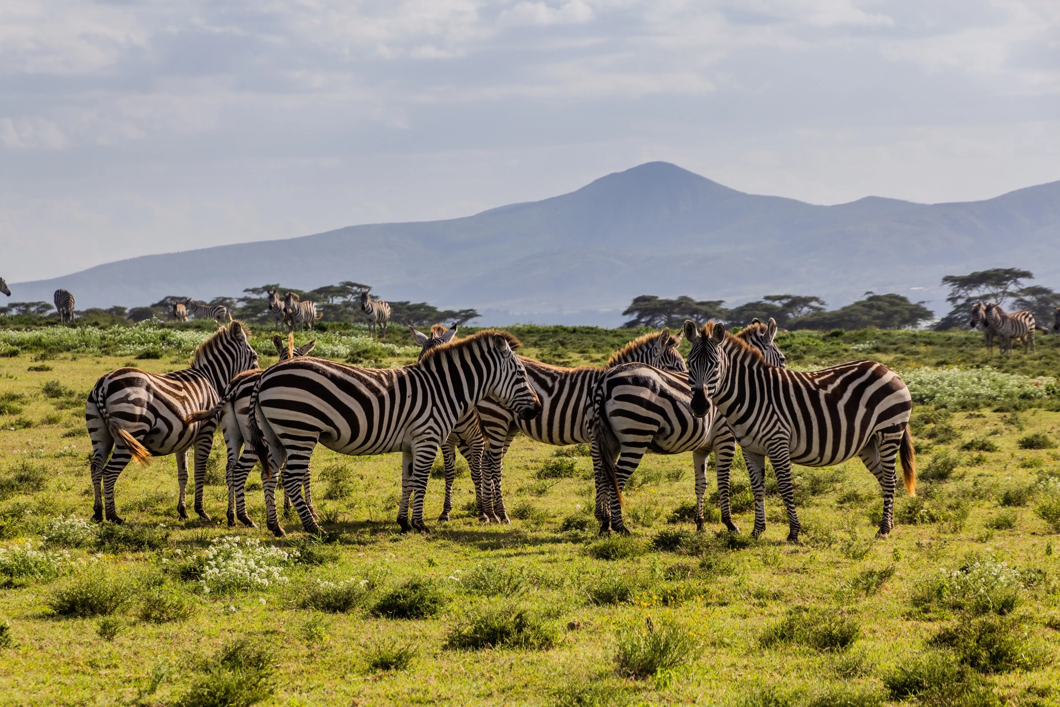 zebra
