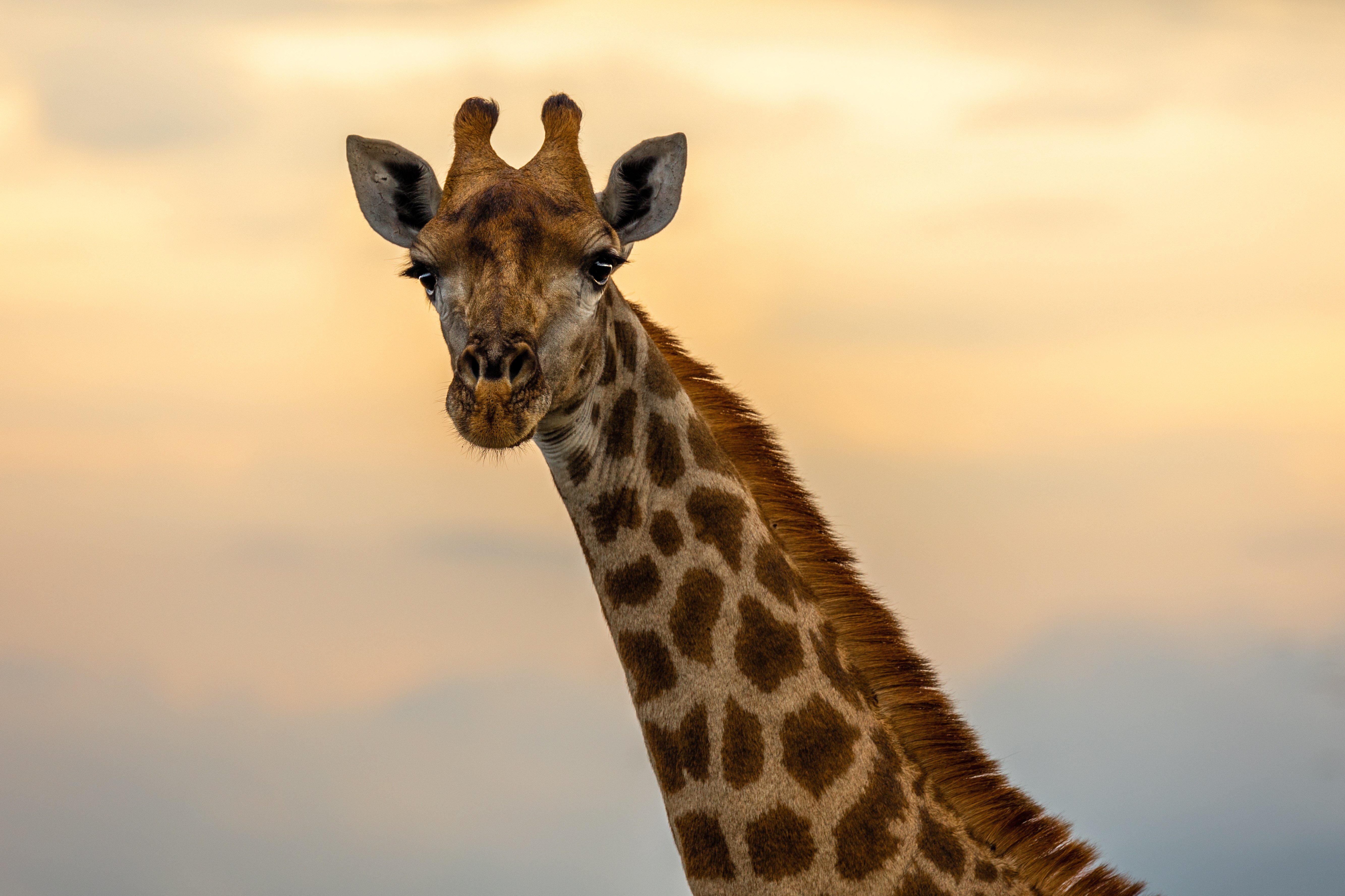 Giraffe (Credits Martina Baumeler)