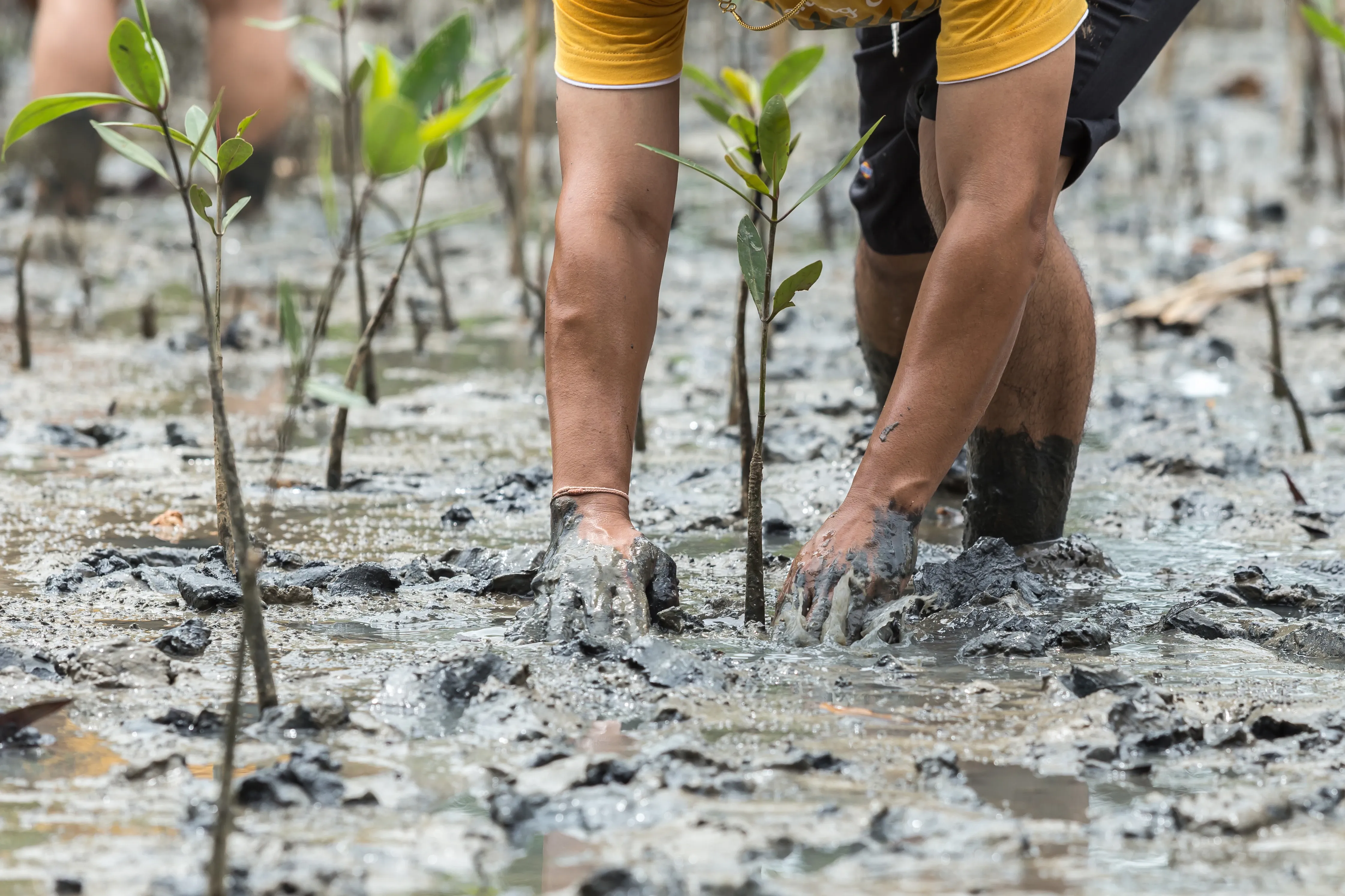 replanting mangrove trees