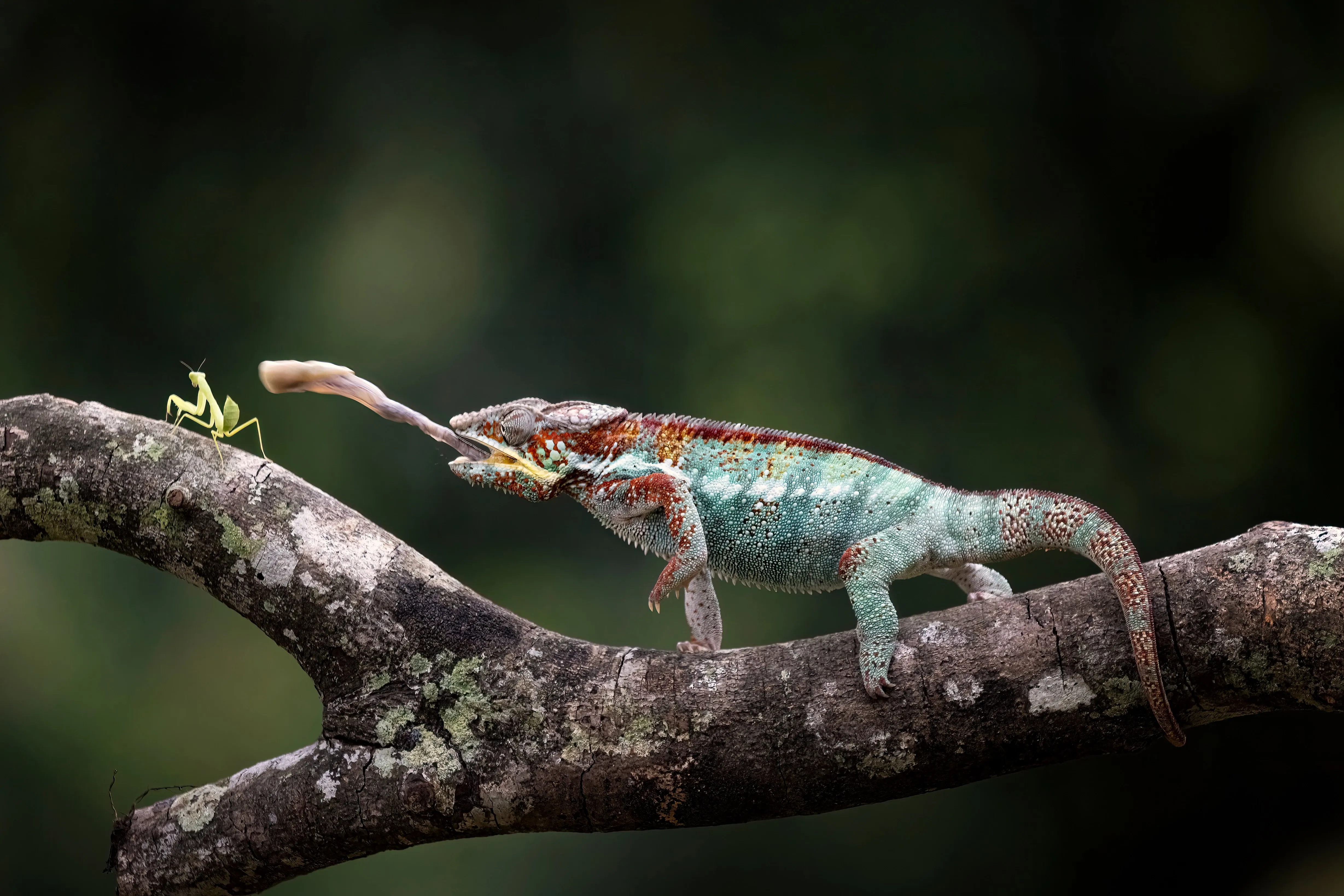 Chameleon catching insect