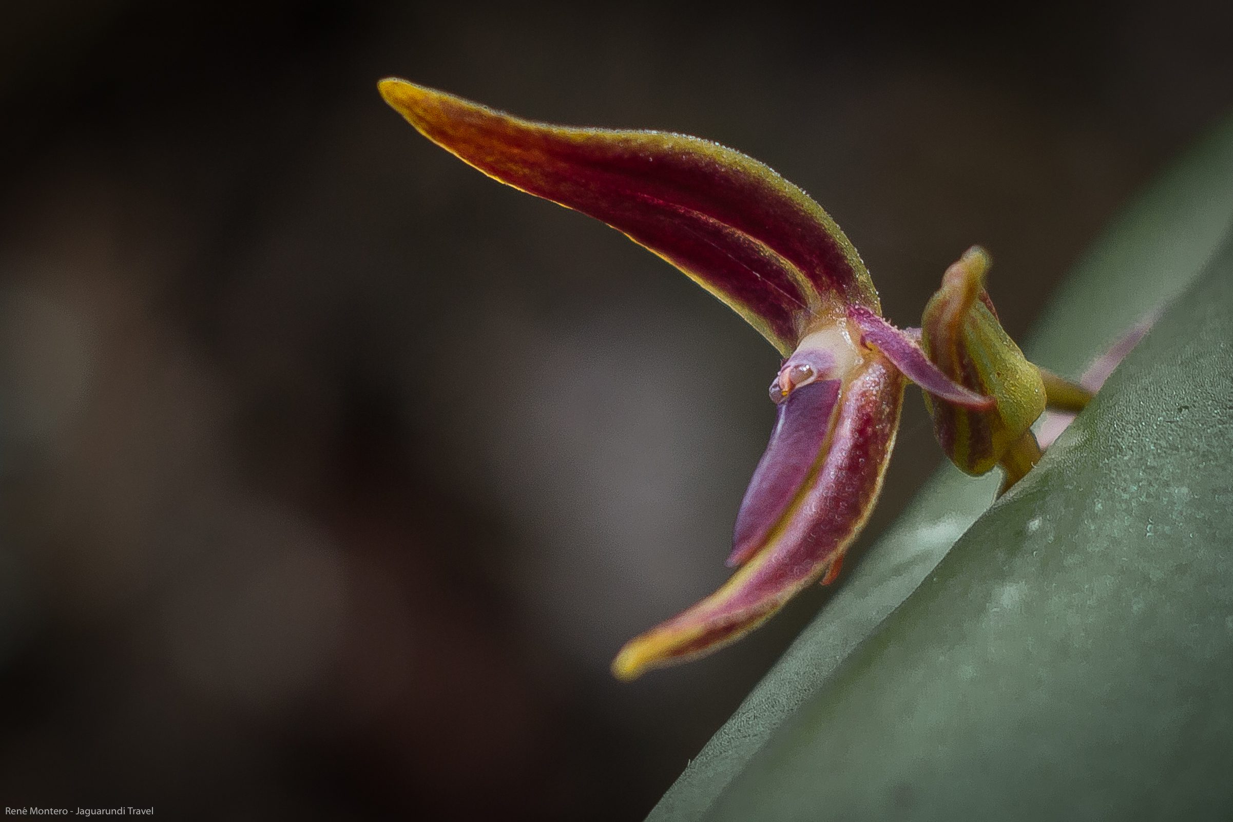 Unser Partner: Jaguarundi Travel